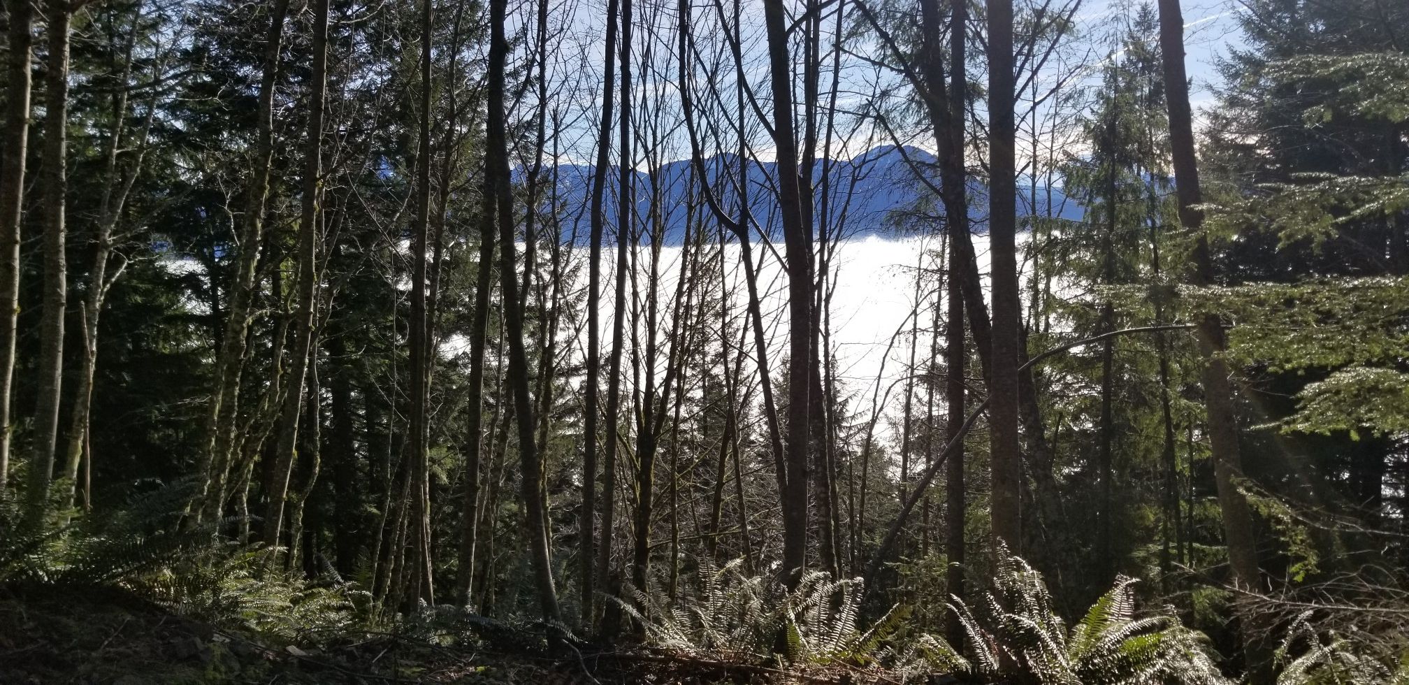 Dense forest with bare trees overlooking a valley filled with clouds. - Mount Teneriffe Trail