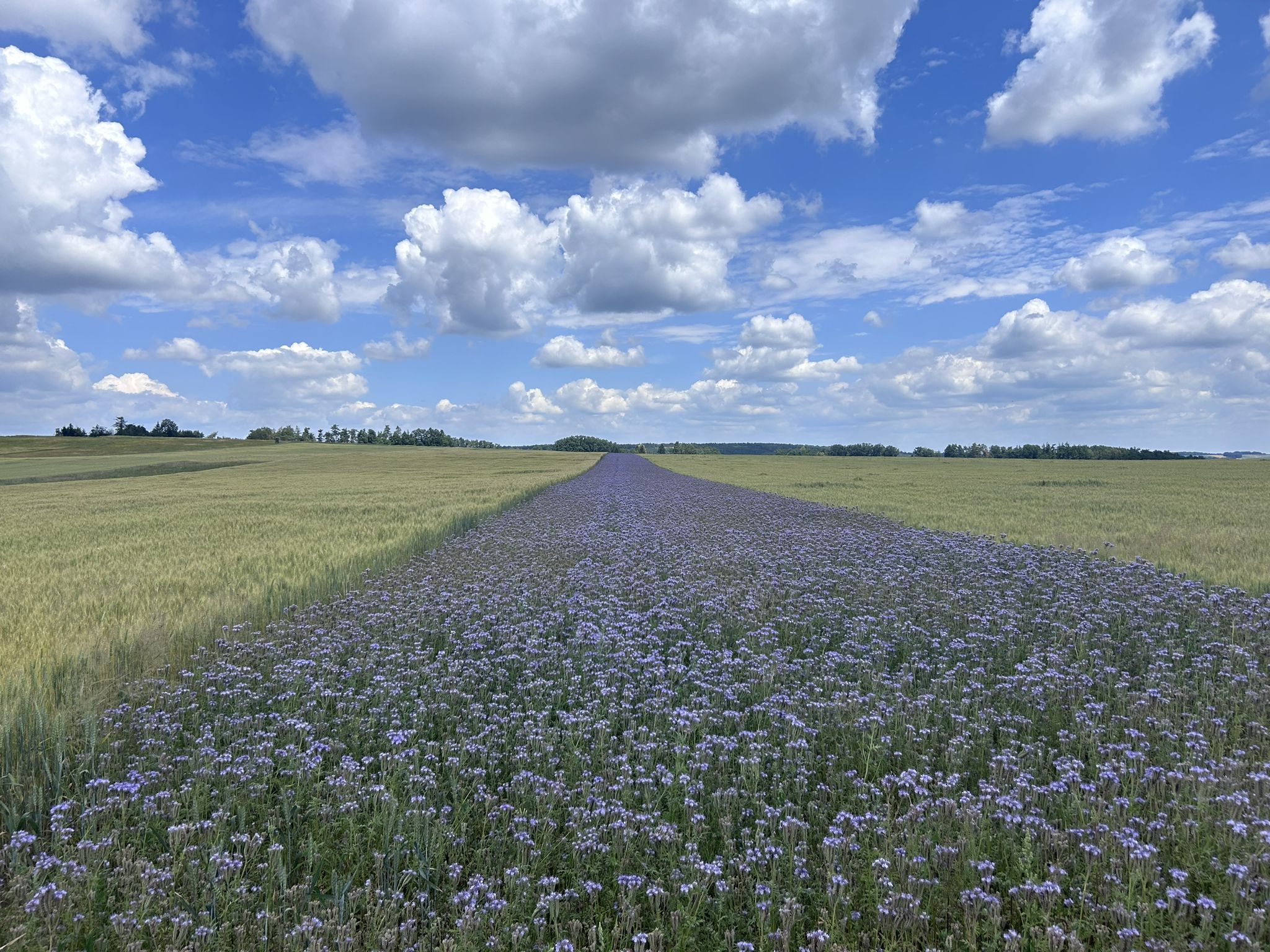 Straße von Weitersfeld nach Oberhöflein