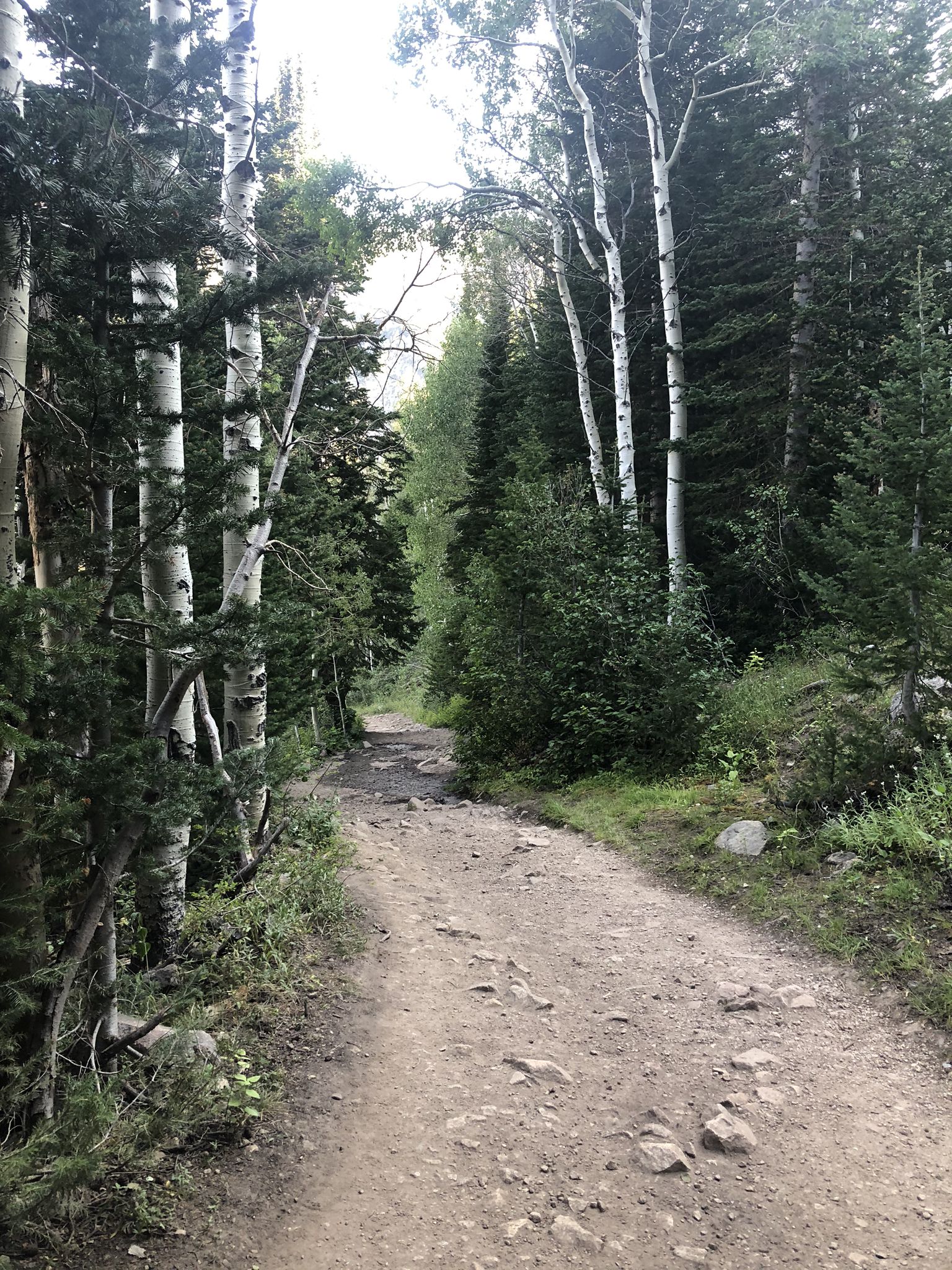 A dirt path winds through a dense forest of aspen and pine trees. - Red Pine and White Pine Loop