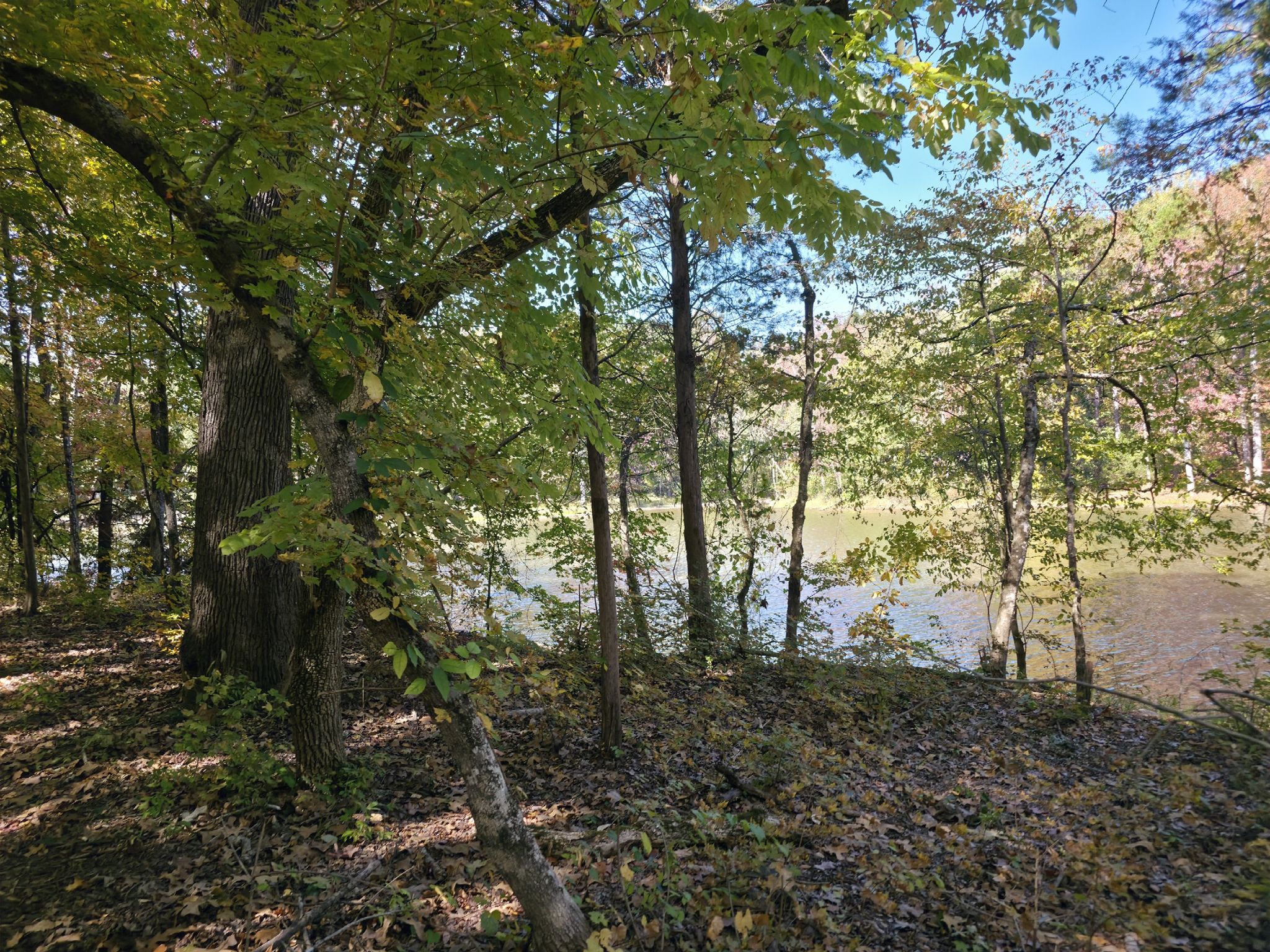 Sunny forest edge overlooking a calm body of water through green trees. - Mountain Island Lake Overlook loop from Latta Nature Preserve