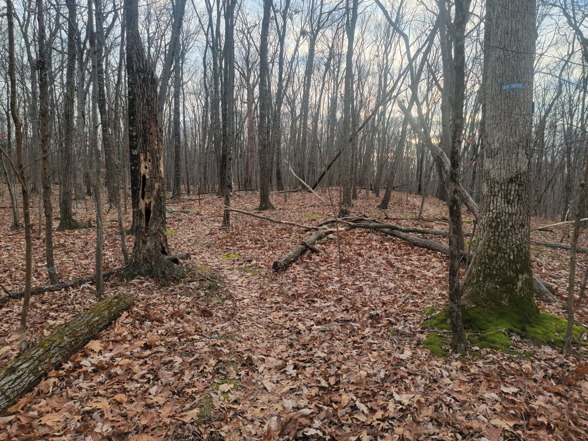 A dense forest floor covered in fallen leaves and logs, with bare trees. - Camp Orange Loop
