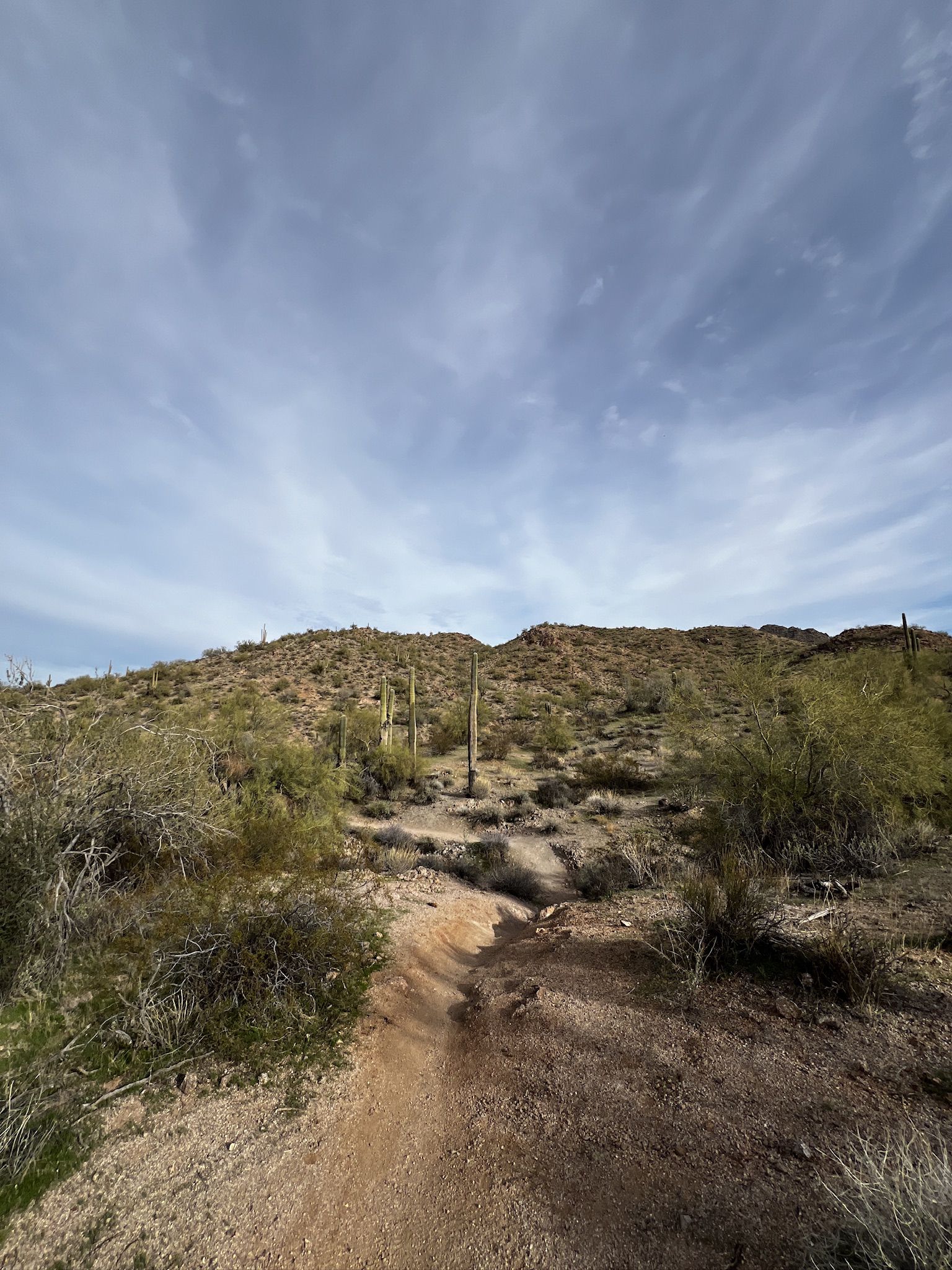 Desert trail winds through scrub brush and cacti towards rolling hills. - Maricopa Trail in Tonto National Forest – Wild Horse Trail loop from Power Road Park and Ride