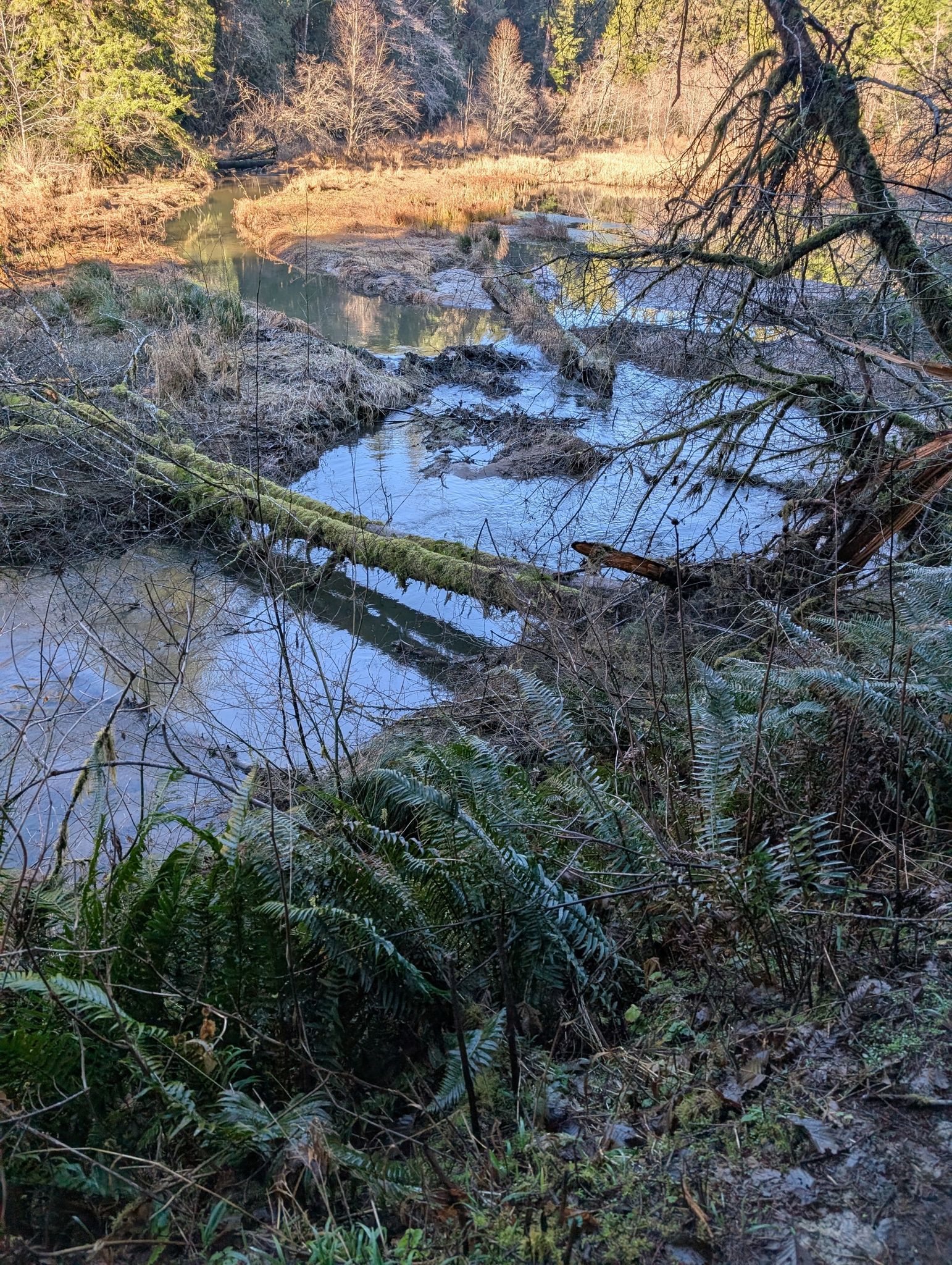 Winding stream through a marshy forest with ferns and a mossy fallen log. - Sylvia State Park Dam loop from Montesano
