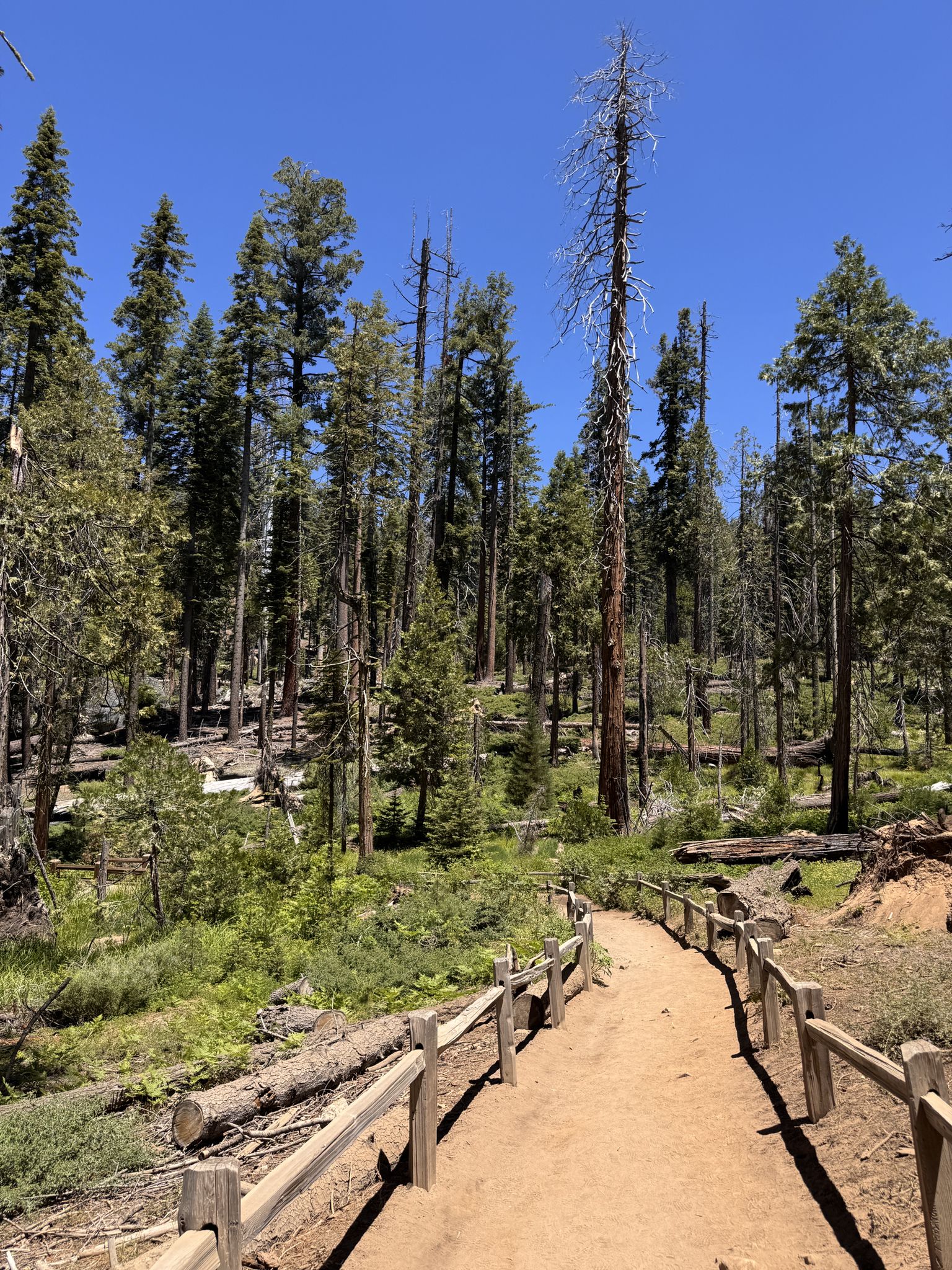 A winding dirt path with a wooden fence through a sunny forest. - Mariposa Grove Trail to Wawona Point