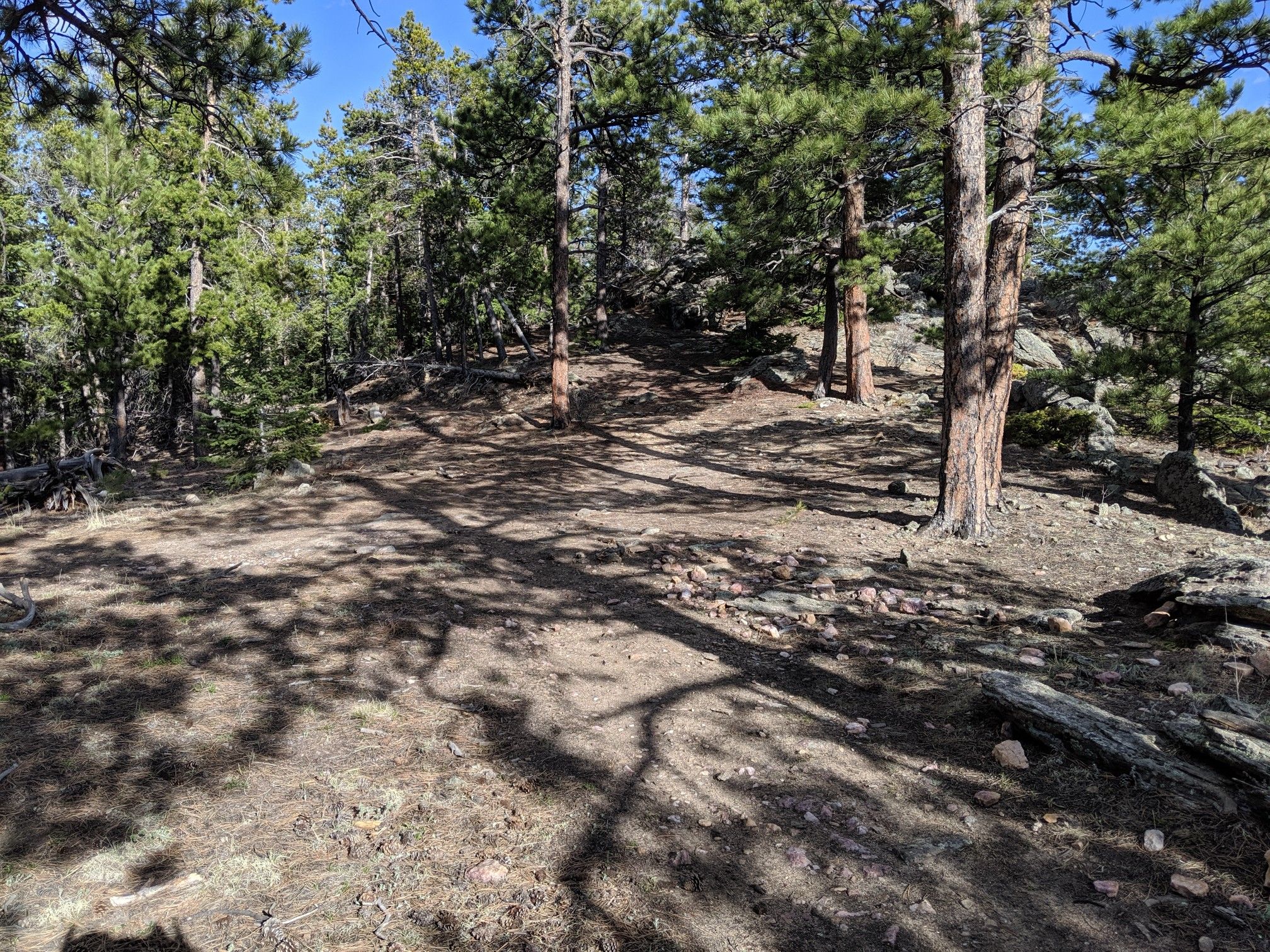 A sun-dappled clearing in a pine forest with rocky ground. - Portal and Outer Loop