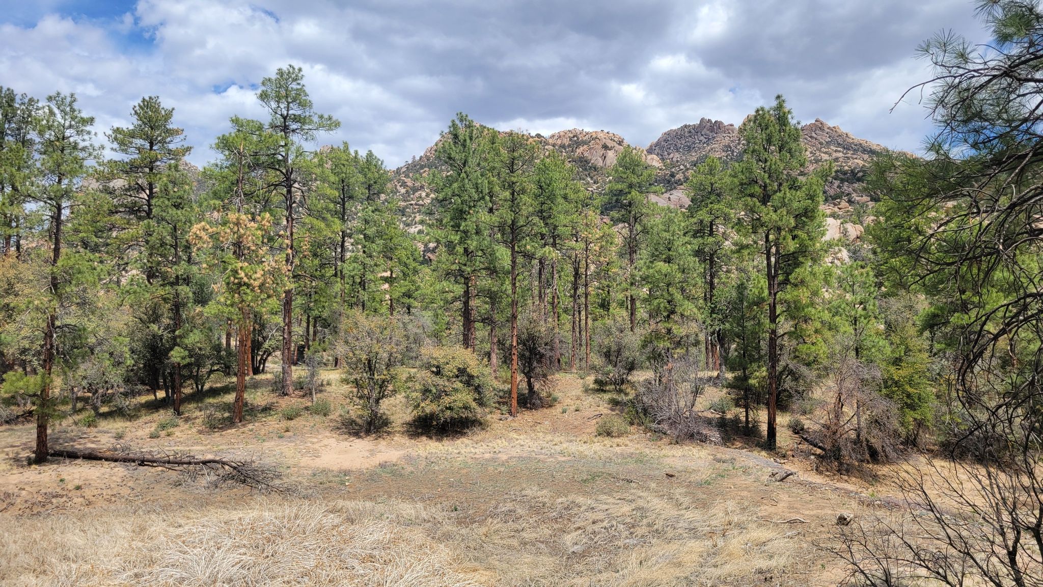 Pine forest and dry grass field with rocky mountains in the background. - Granite Mountain Trail #261