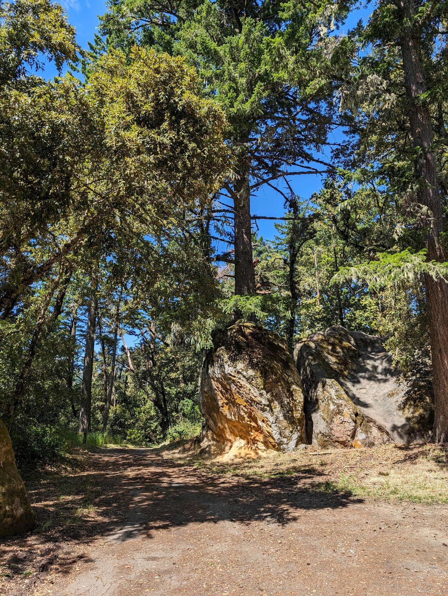 A forest path with large boulders and tall trees under a bright sky. - Old Page Mill Trail