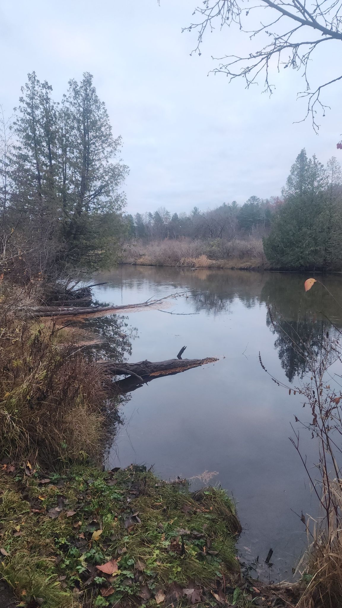 Overcast view of a calm river with fallen logs and dense trees. - Traverse City – Boardman Valley Nature Reserve loop from Traverse City