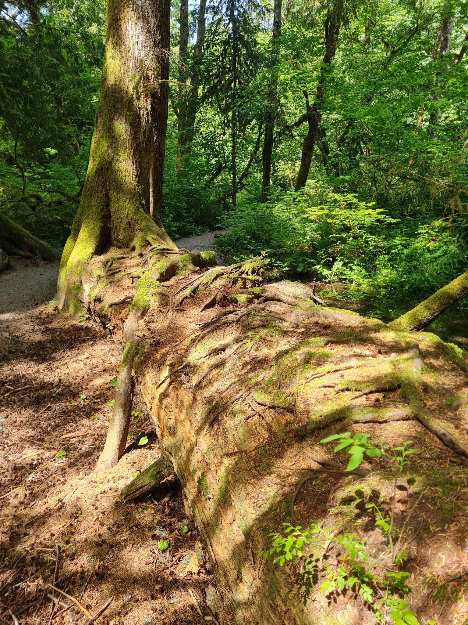 a very old fallen trunk