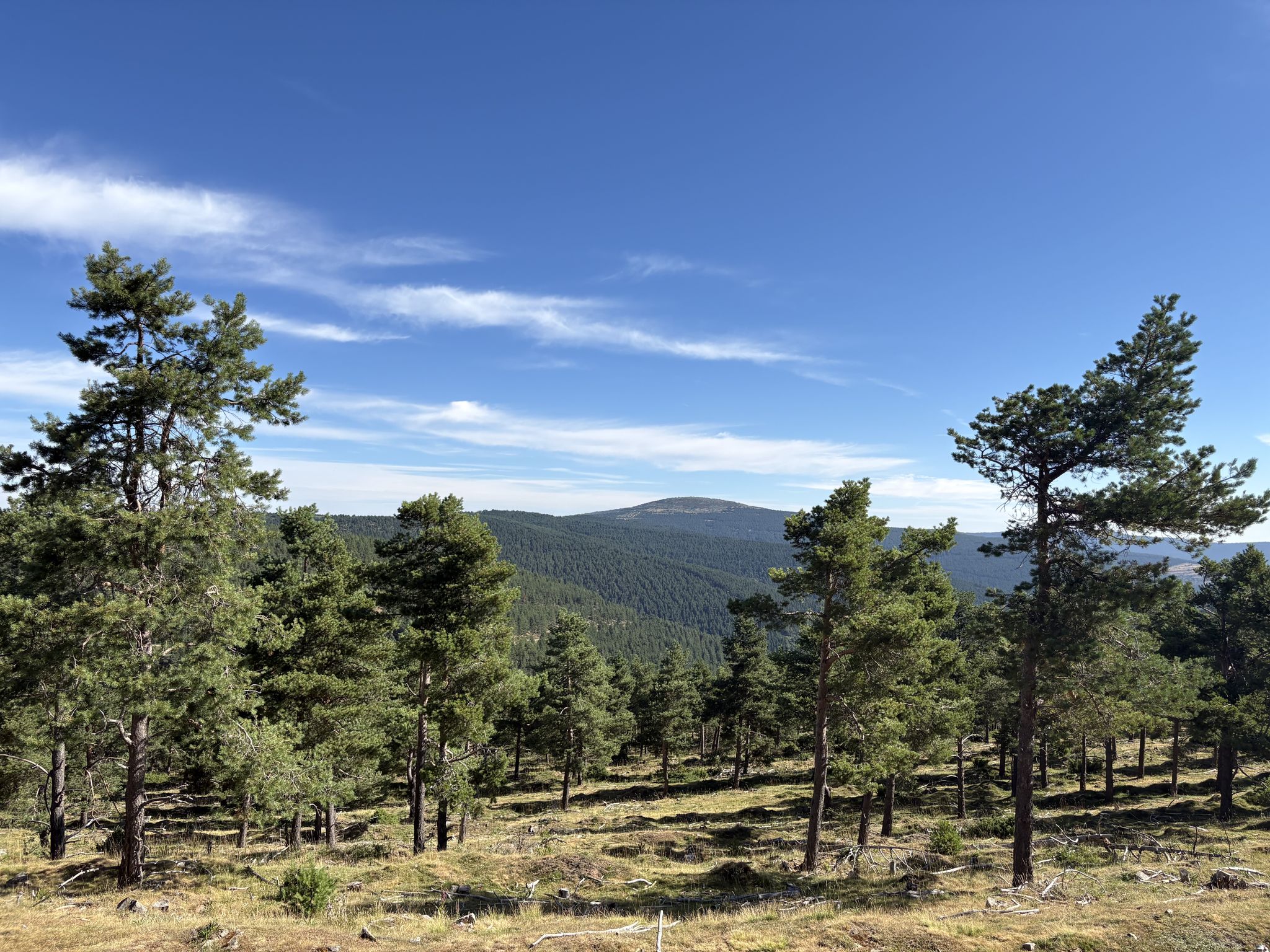 Vistas de la sierra del puerto de Piqueras desde el Camino del Pinar de Arguijo (Soria)