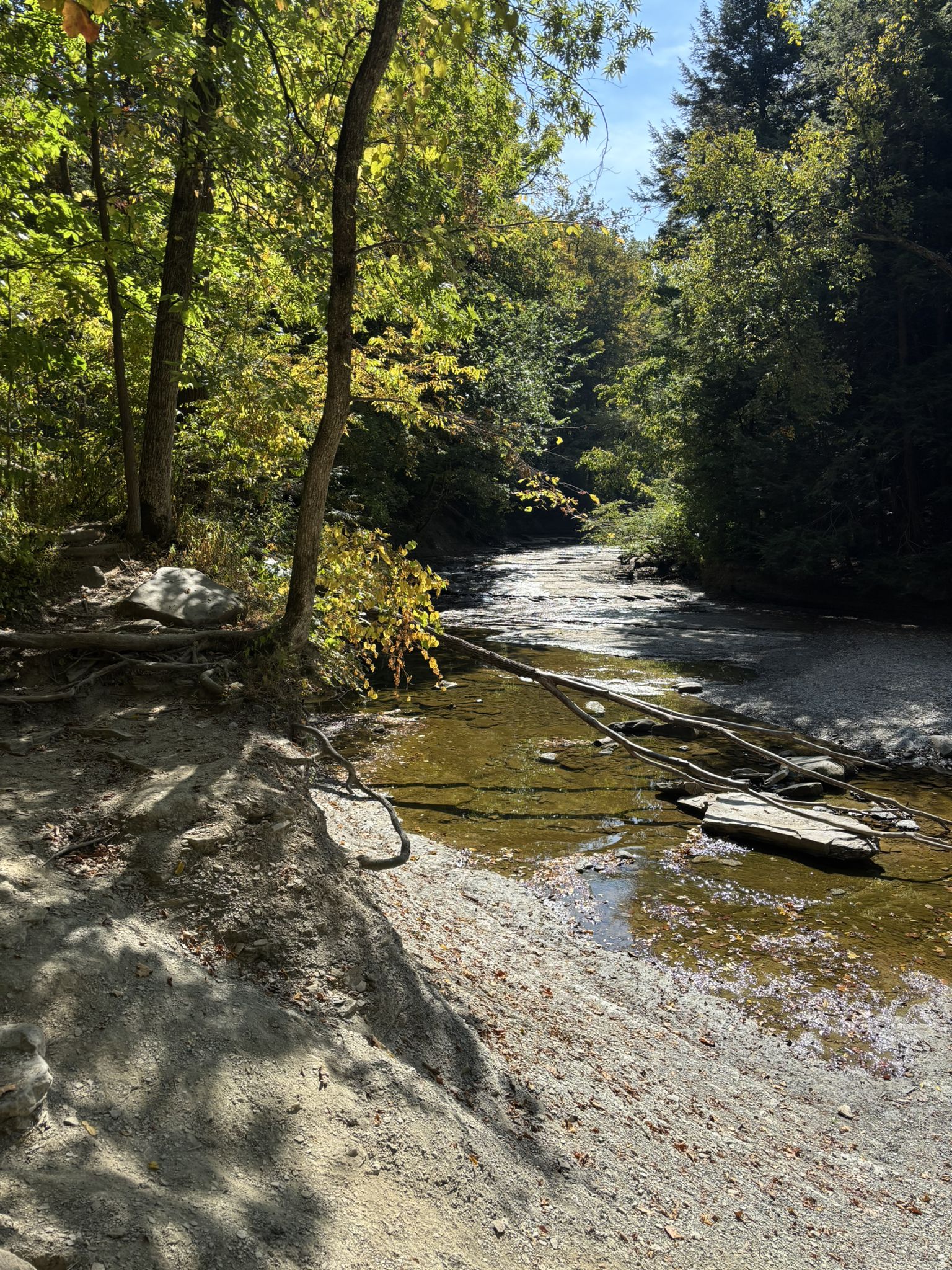 A sunlit stream flows through a wooded area with green and yellow trees. - Stanford Trail and Brandywine Gorge Loop