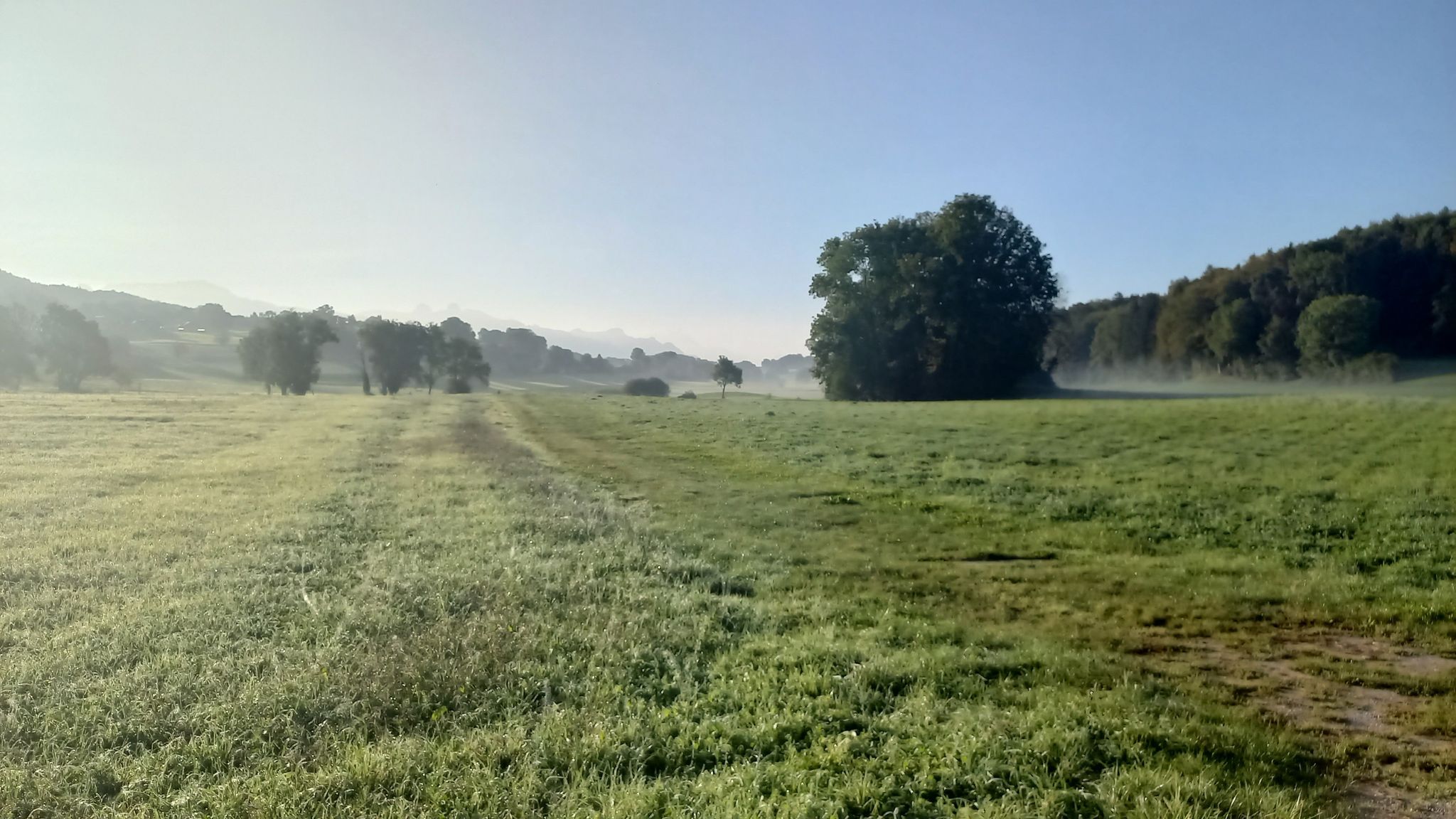 Blick auf die Alpen im Morgennebel