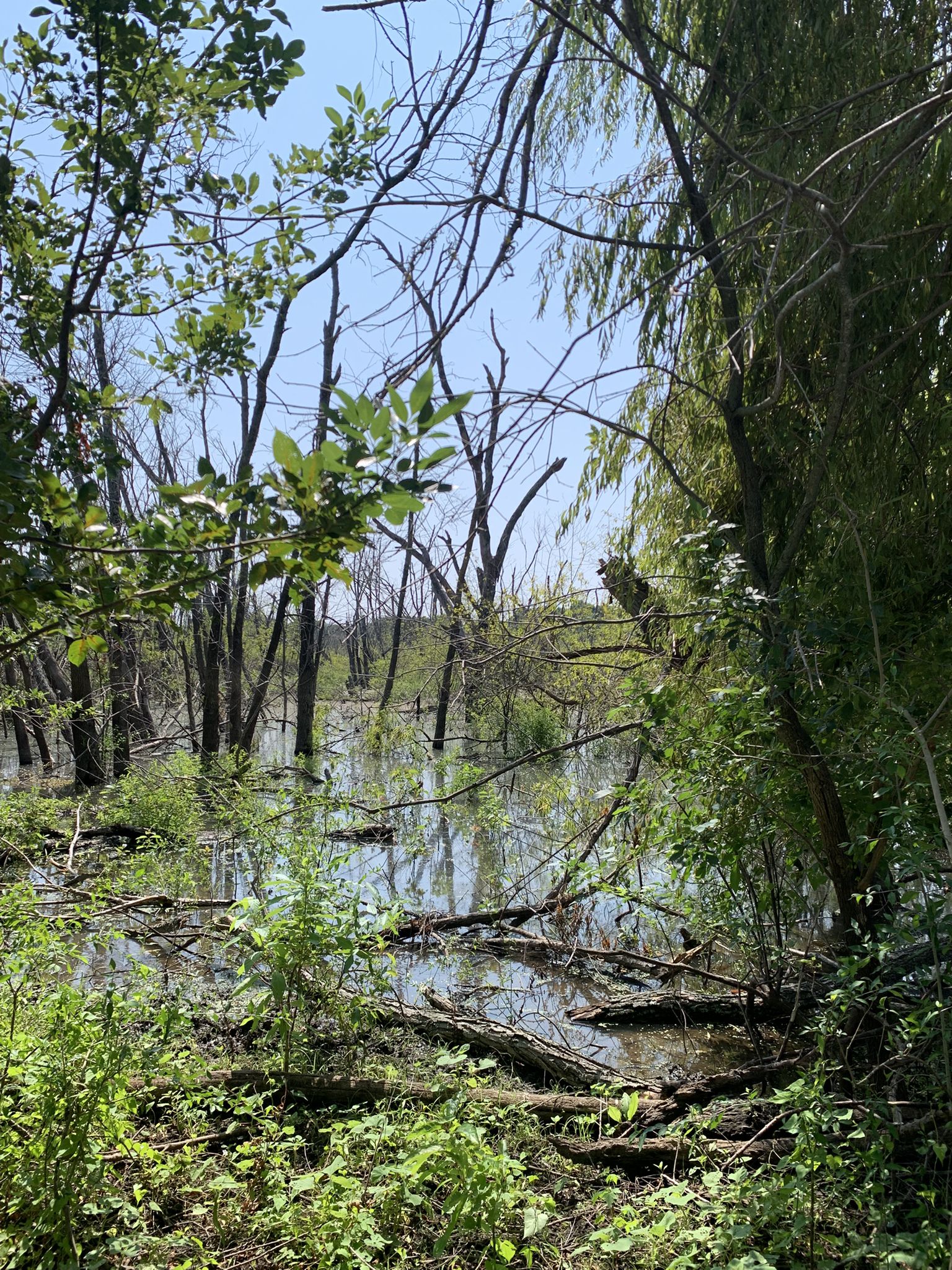 A flooded forest with bare trees standing in water, surrounded by green foliage. - Lake on the Wetlands Trail loop from Clear Creek Natural Heritage Center