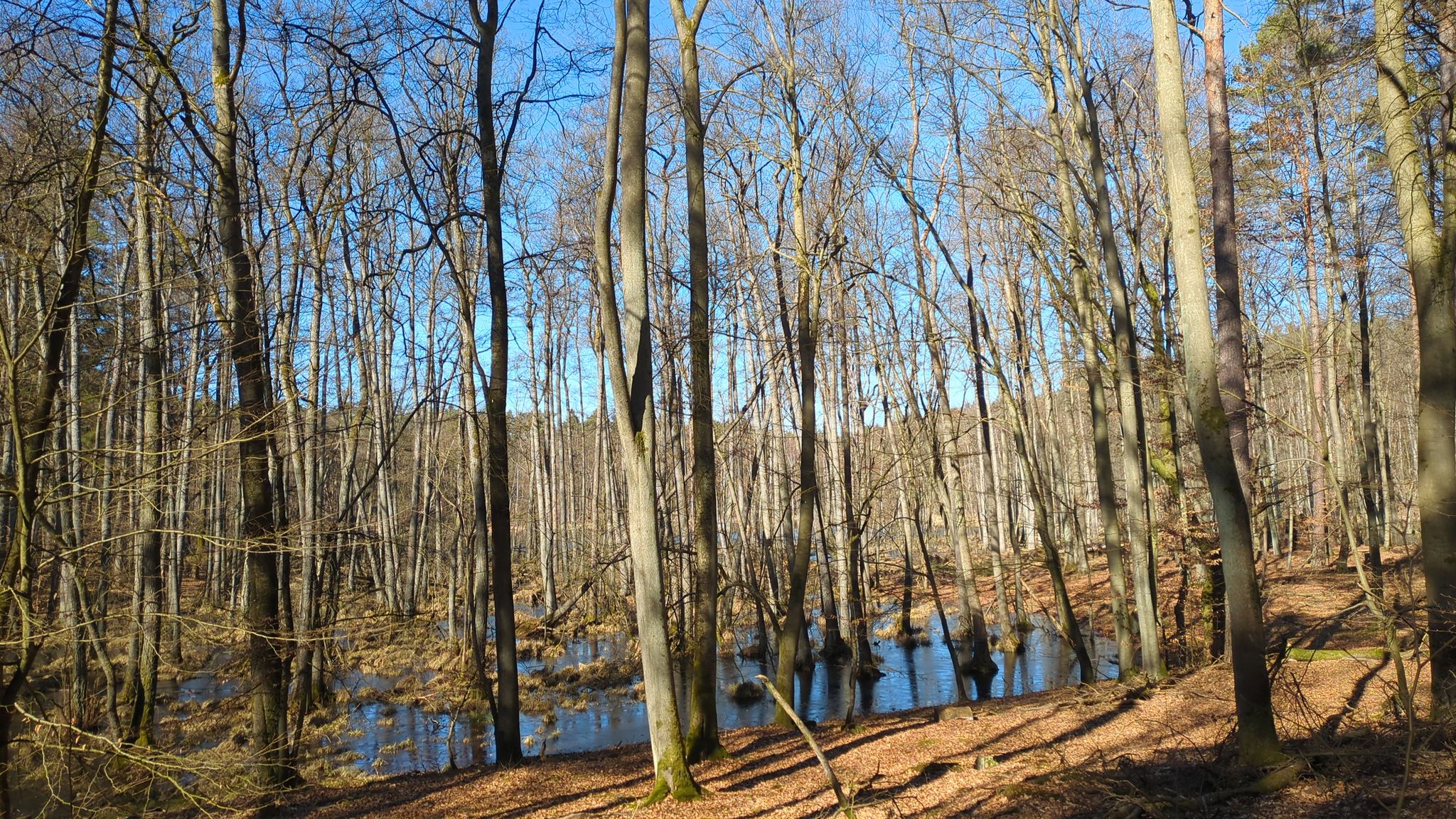 more Moor