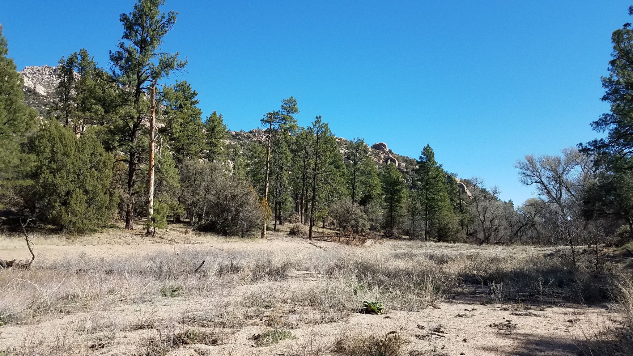Dry, sandy ground with scattered trees, leading to a pine forest and rocky hills. - Clark Spring Trail #40