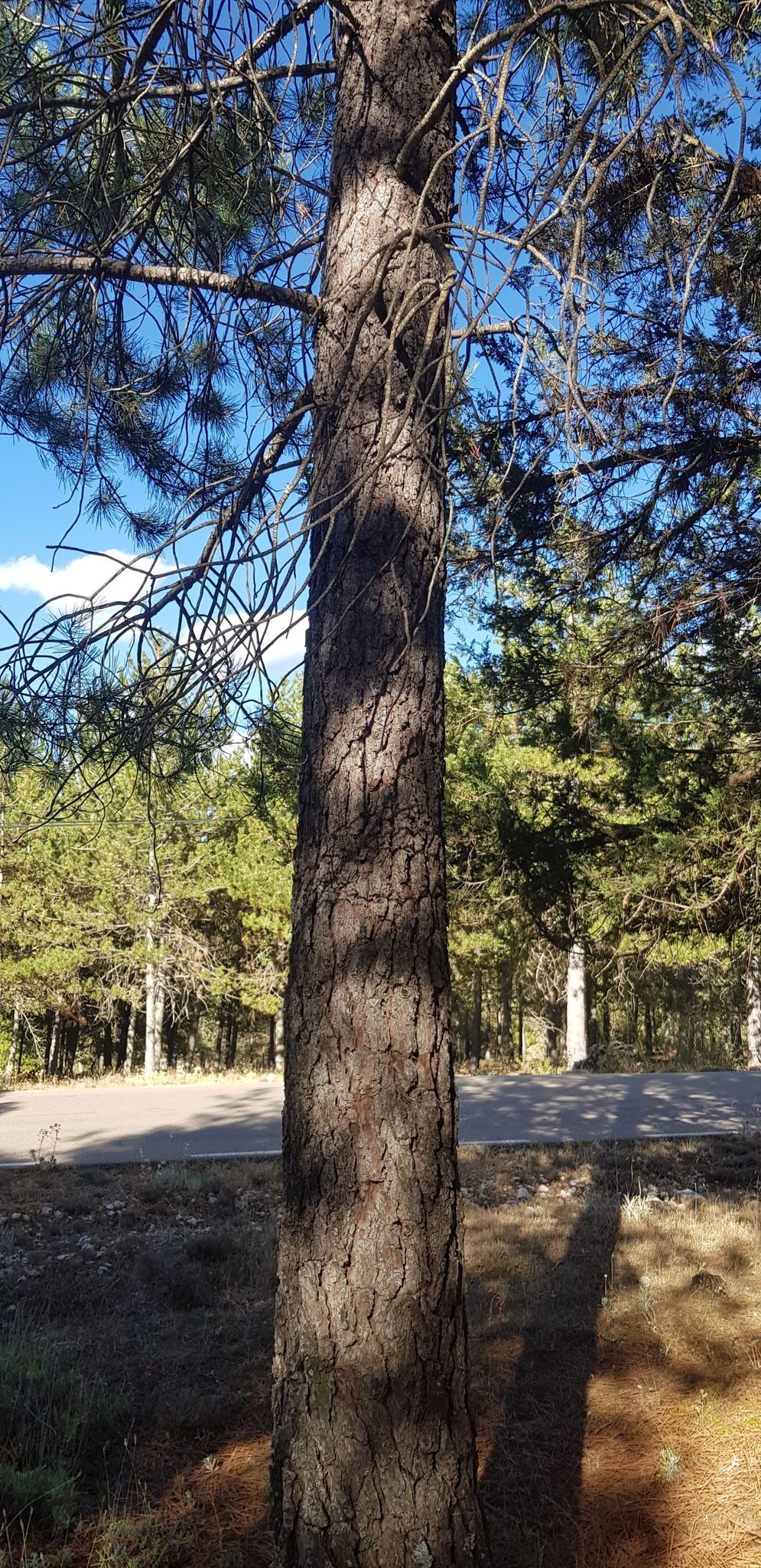 árbol  de piña gorda