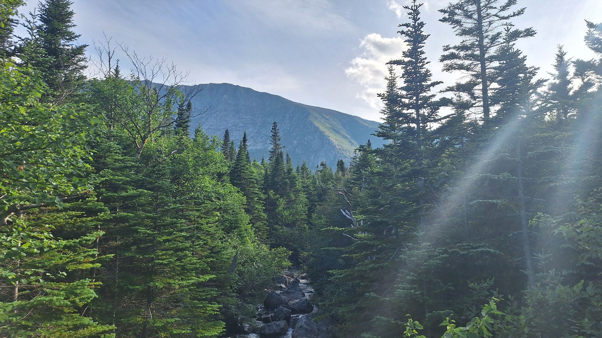 Sun rays filter through dense evergreen forest with a distant mountain peak. - Chimney Pond Trail