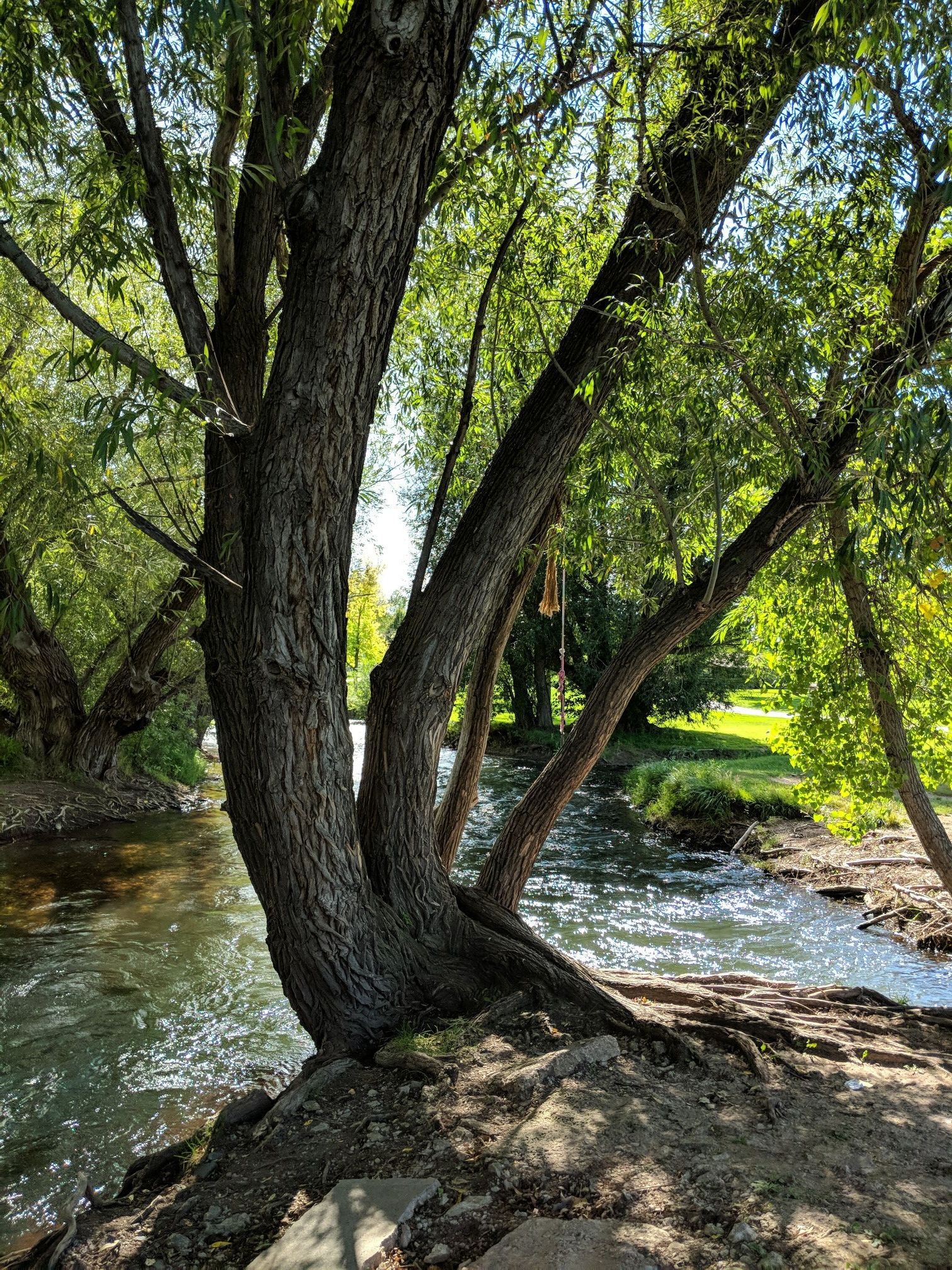 random tree with rope