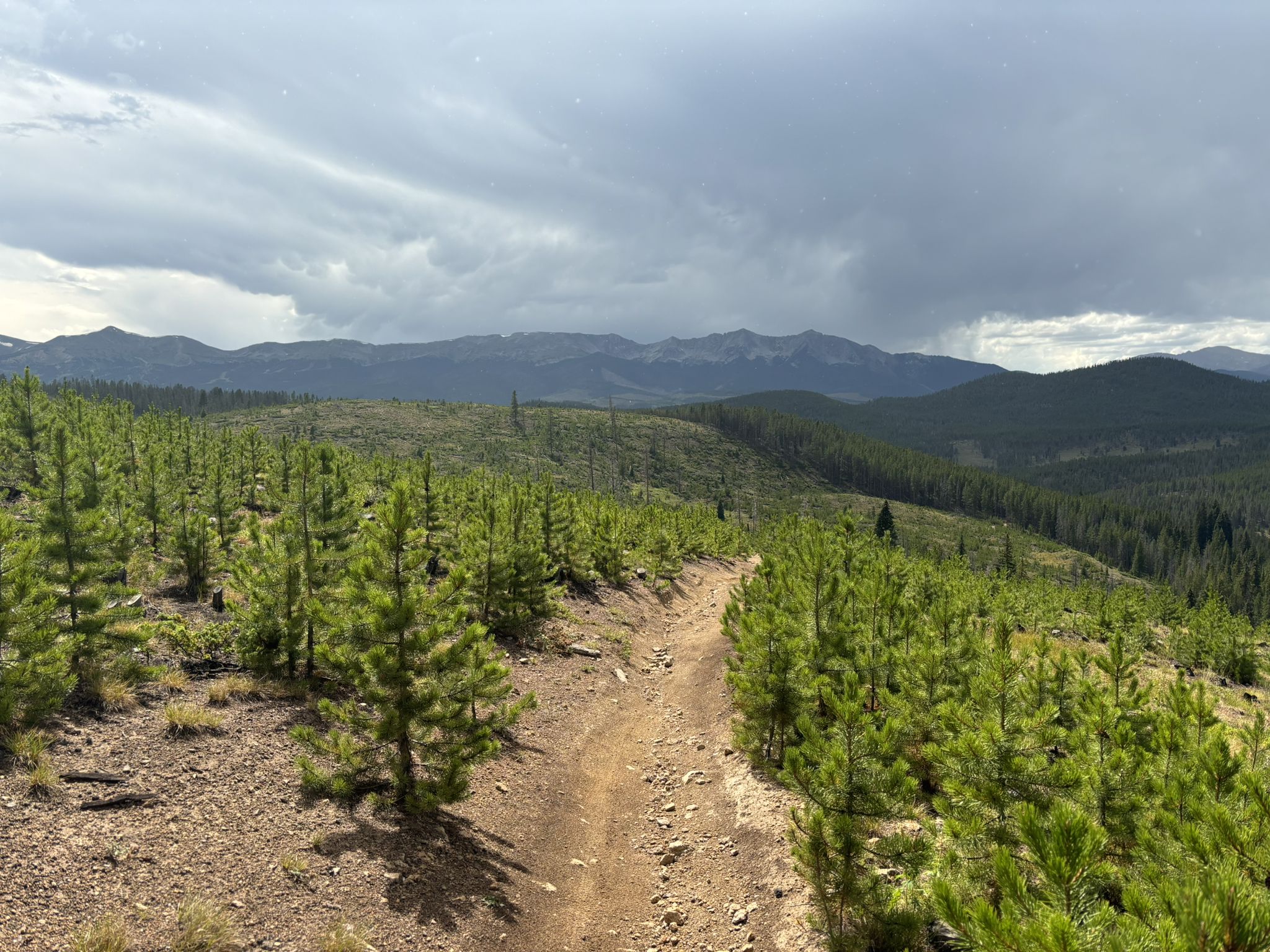 Dirt path winding through young pine trees with distant mountains under cloudy skies. - Colorado Trail: Segment 6