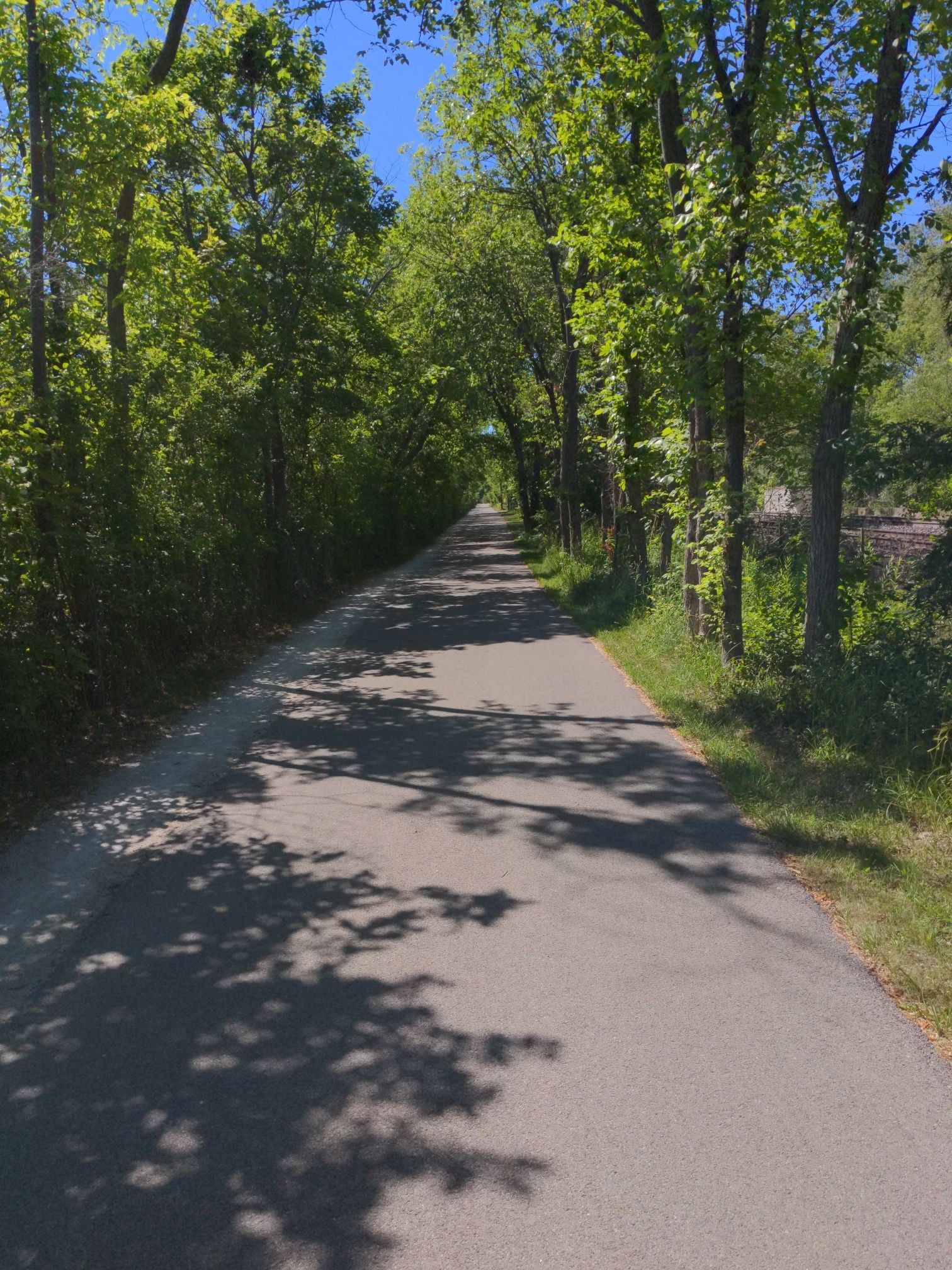 Paved path through a sunny tree-lined avenue with dappled shadows. - Green Bay Trail – Home Alone House loop from Evanston Central Street