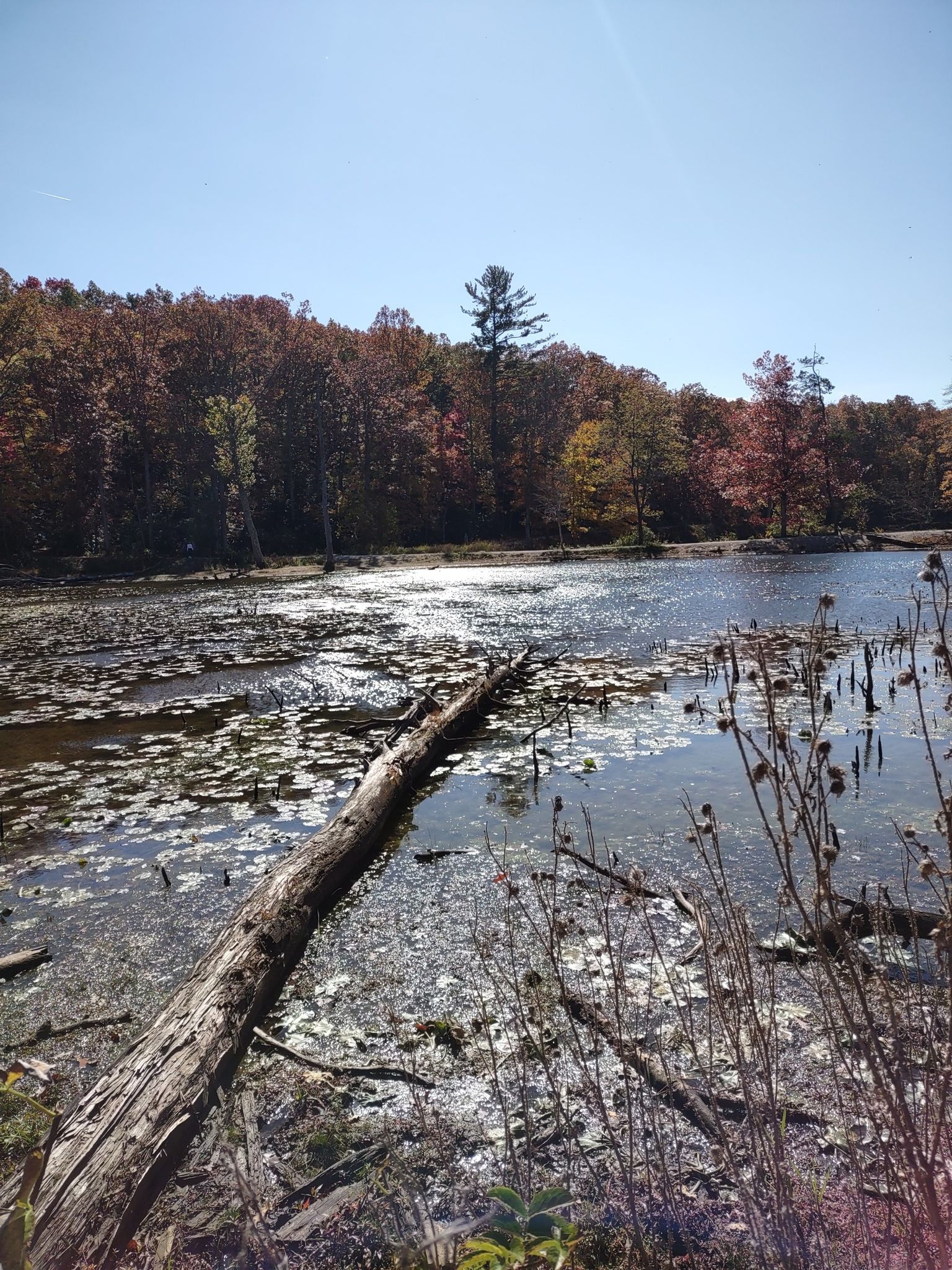 Sunny autumn pond with a fallen log and colorful trees. - Pandapas Pond Loop via Joe Pye and Horse Nettle