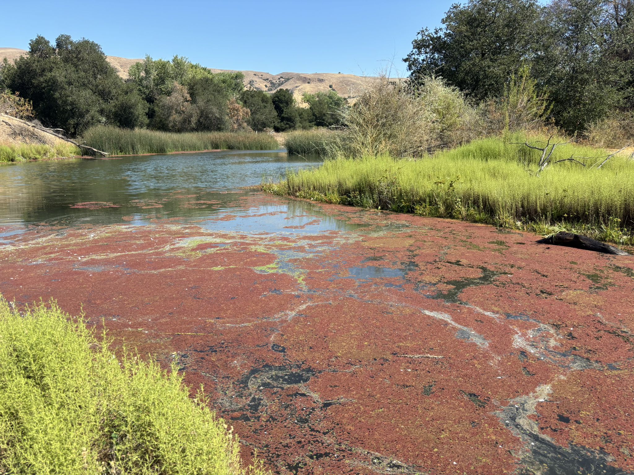 Pond covered in red and green algae, surrounded by reeds and trees. - Coyote Creek Trail