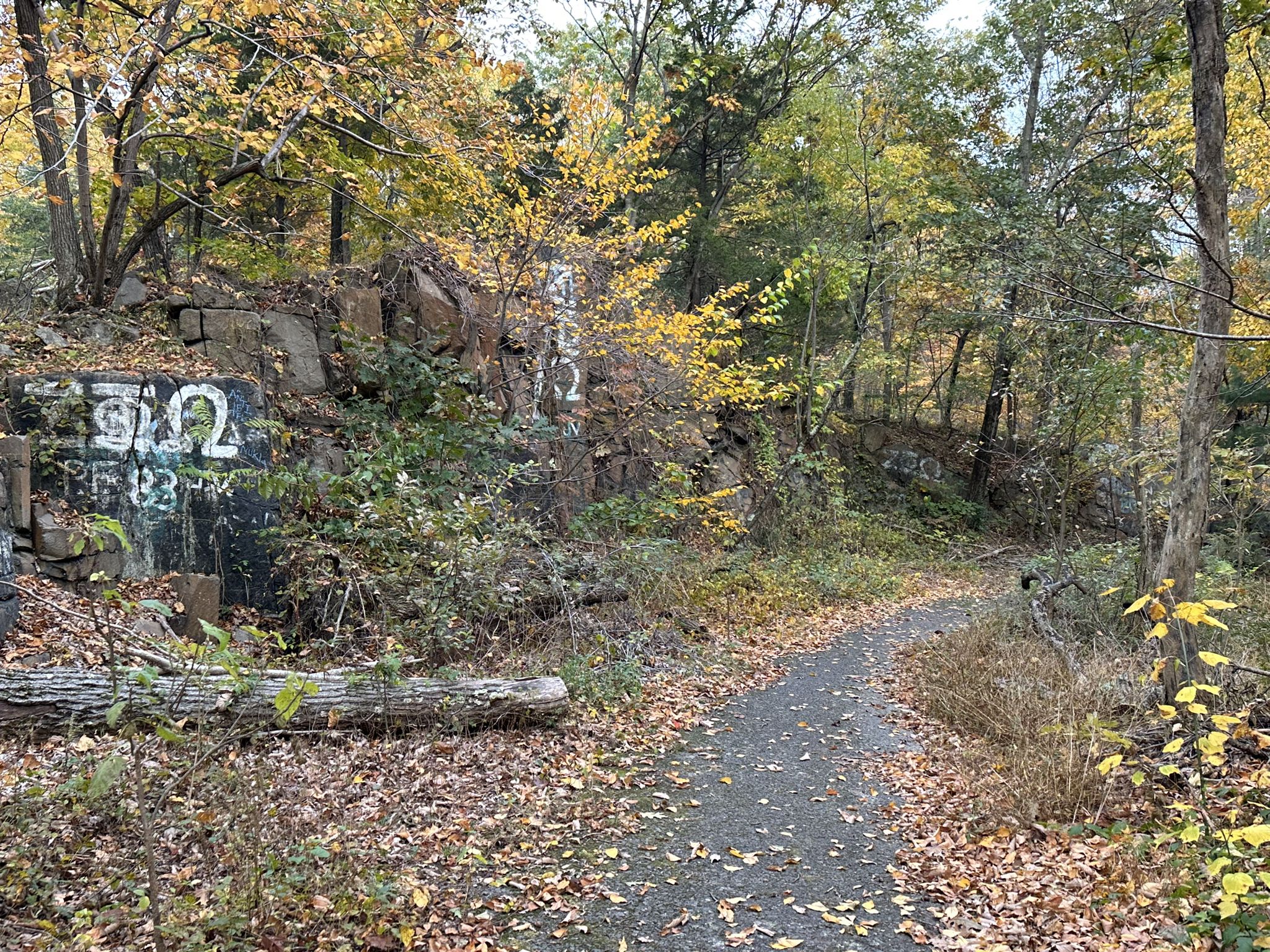 Paved path through an autumn forest with a graffiti-covered rocky wall. - Regicides and Sanford Feeder Trail Loop