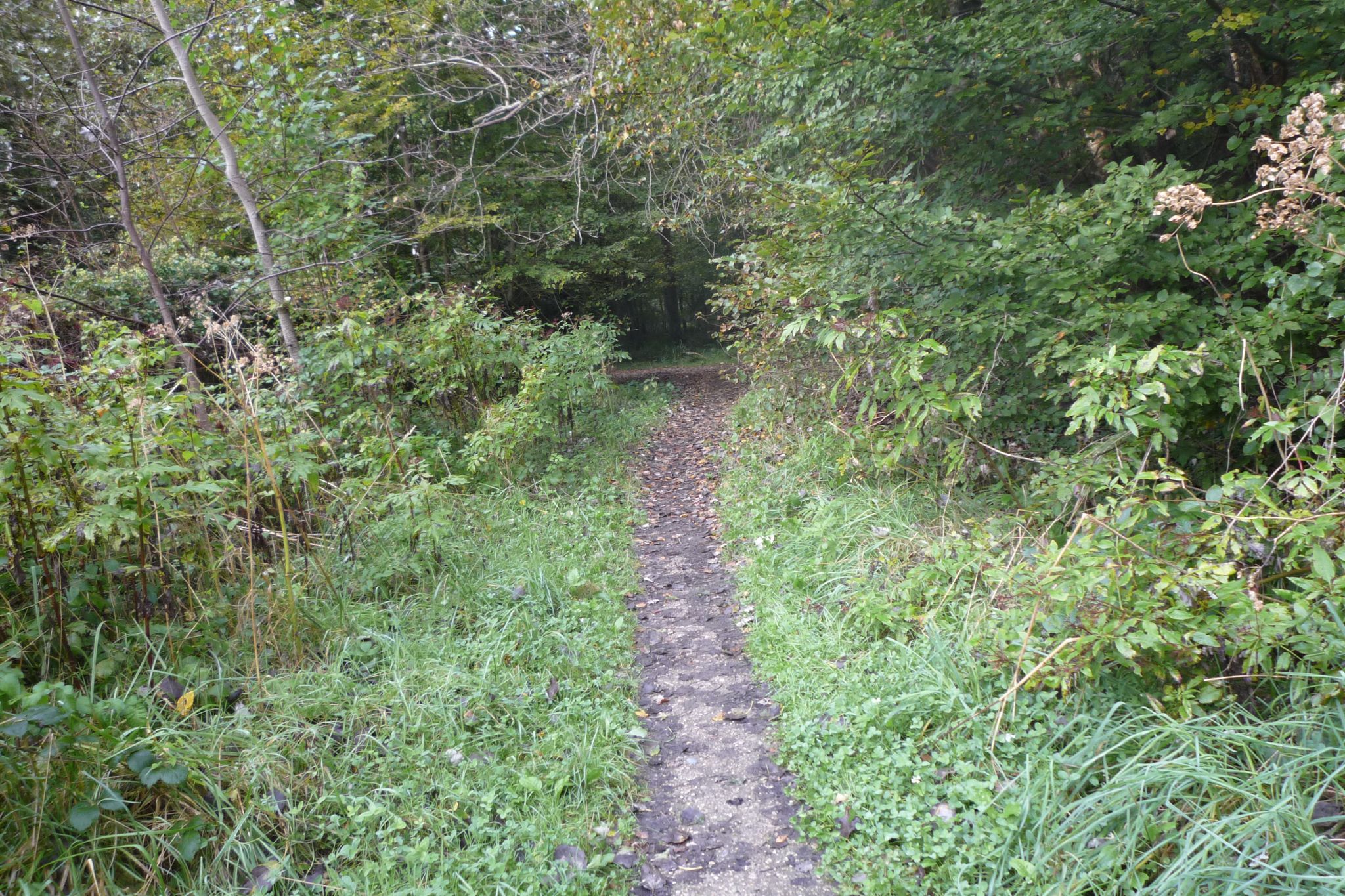 Forêt d'Armainvilliers