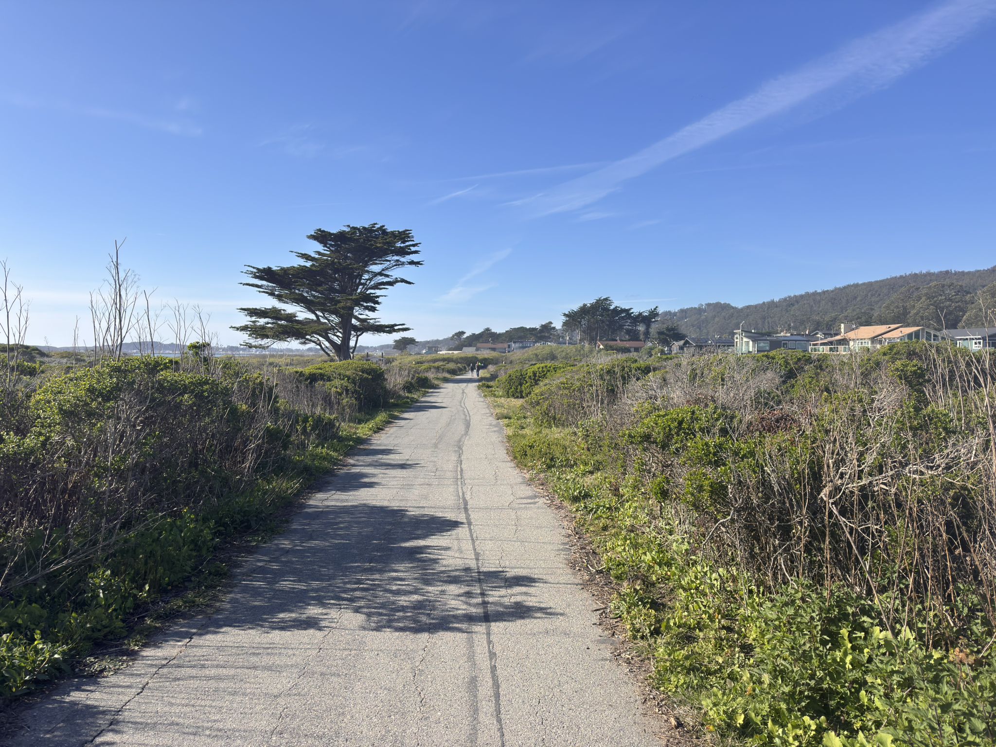 Paved path through green bushes under a bright blue sky. - El Granada Beach – Miramar Beach loop from El Granada