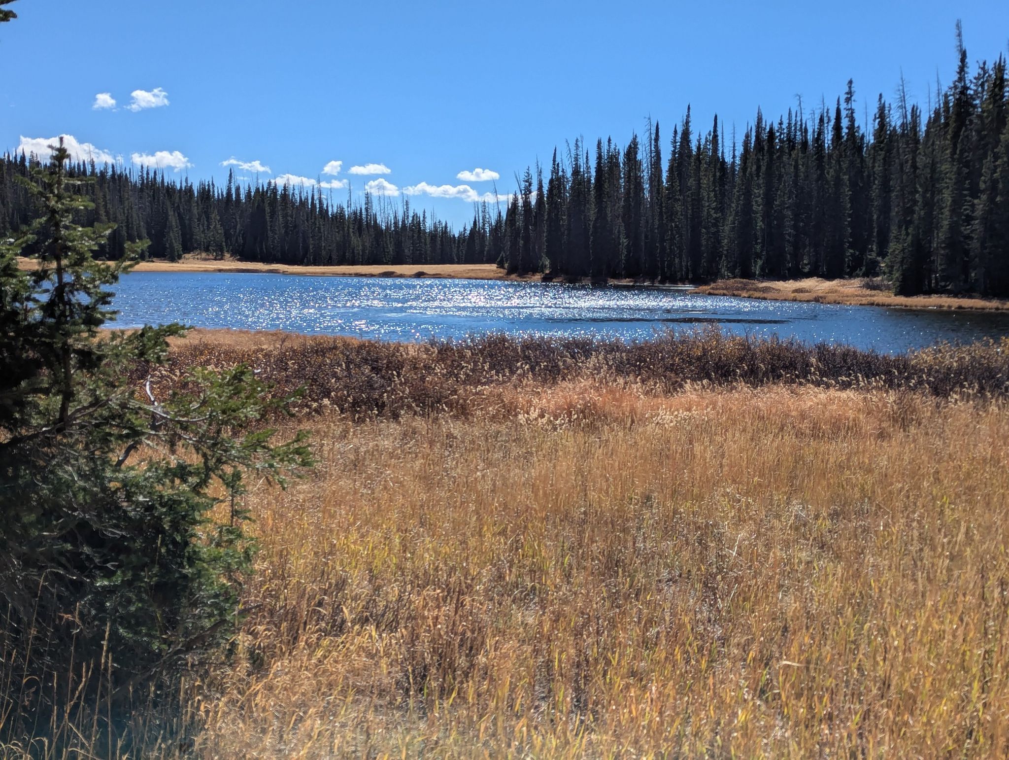 Calm lake reflecting bright sun, surrounded by dense forest and golden meadow. - Wyoming Trail (Continental Divide Trail)