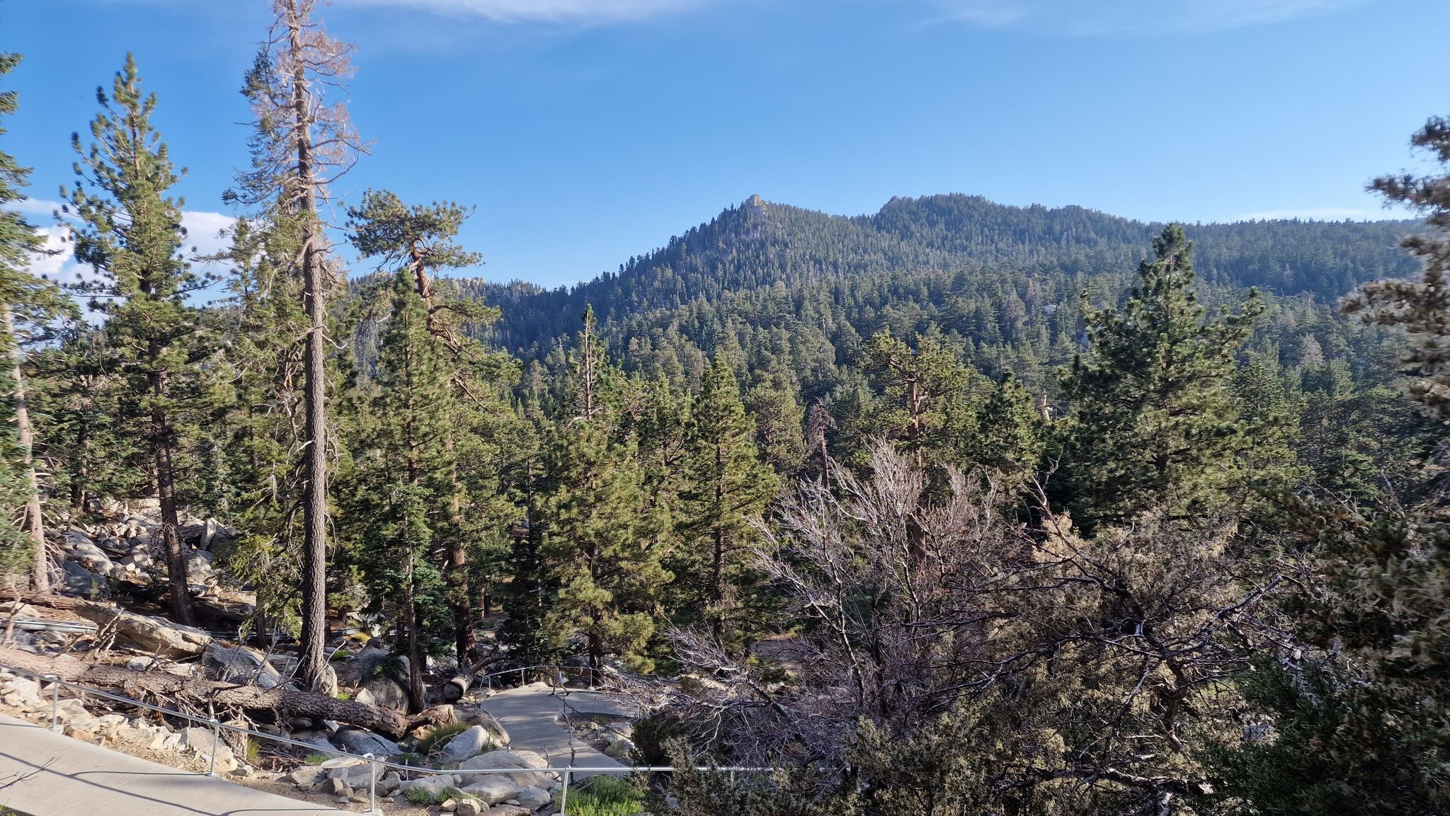 Pine forest covers mountains under a clear blue sky. - Round Valley Trail