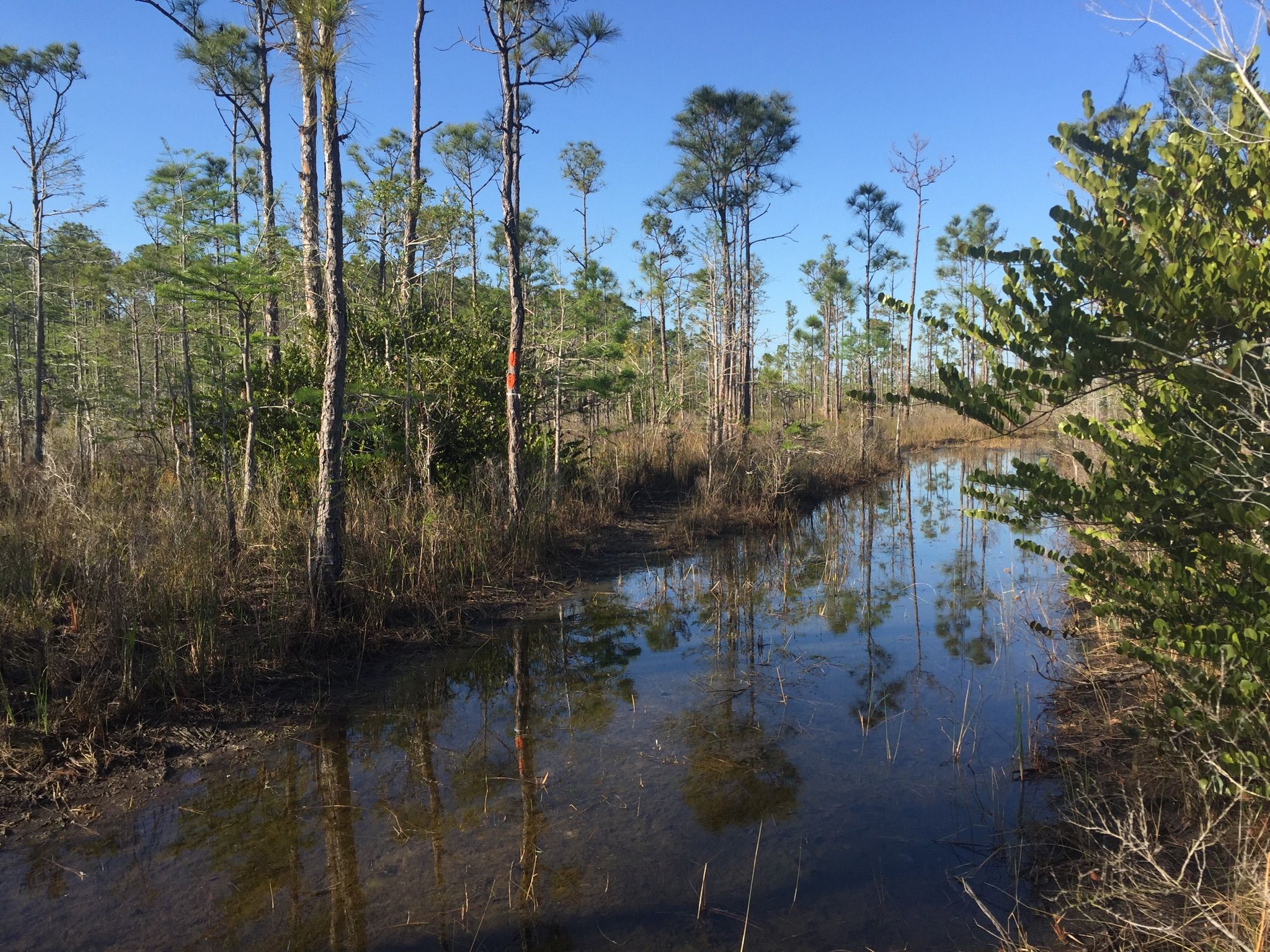 Calm water reflecting tall pine trees and blue sky in a sunny wetland. - Ocean to Lake Hiking Trail