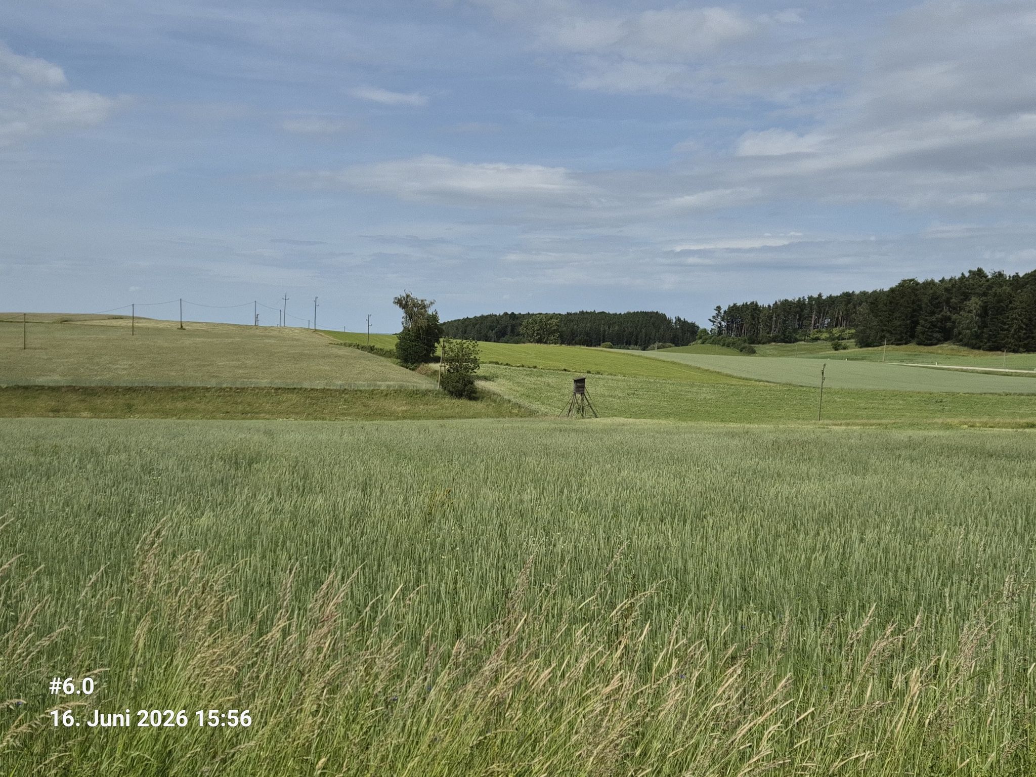 Waldviertel. Hier kurz vor Eisengraben. Die sattgrünen Getreidefelder wiegen wich im Wind.