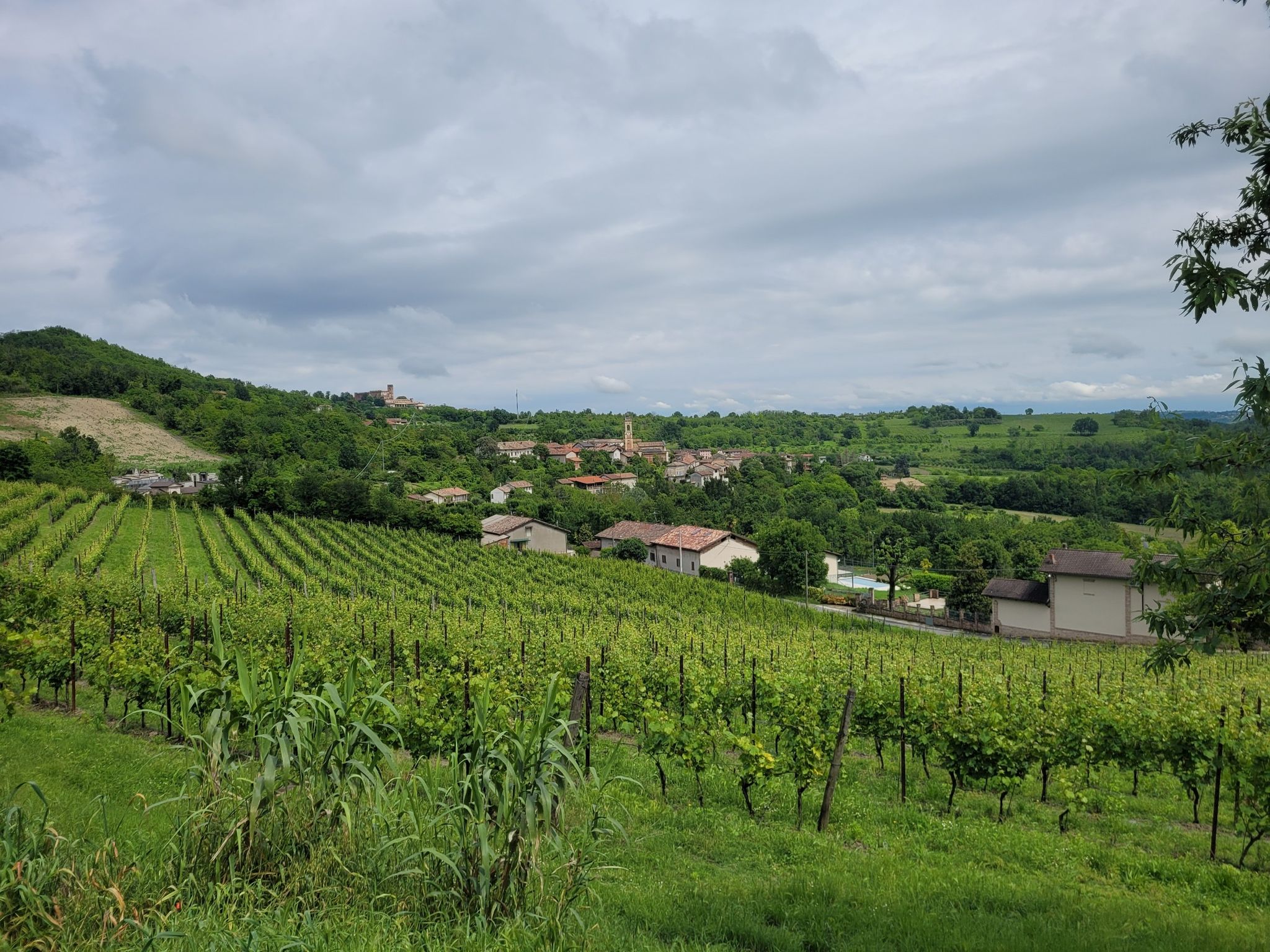 Wineyards