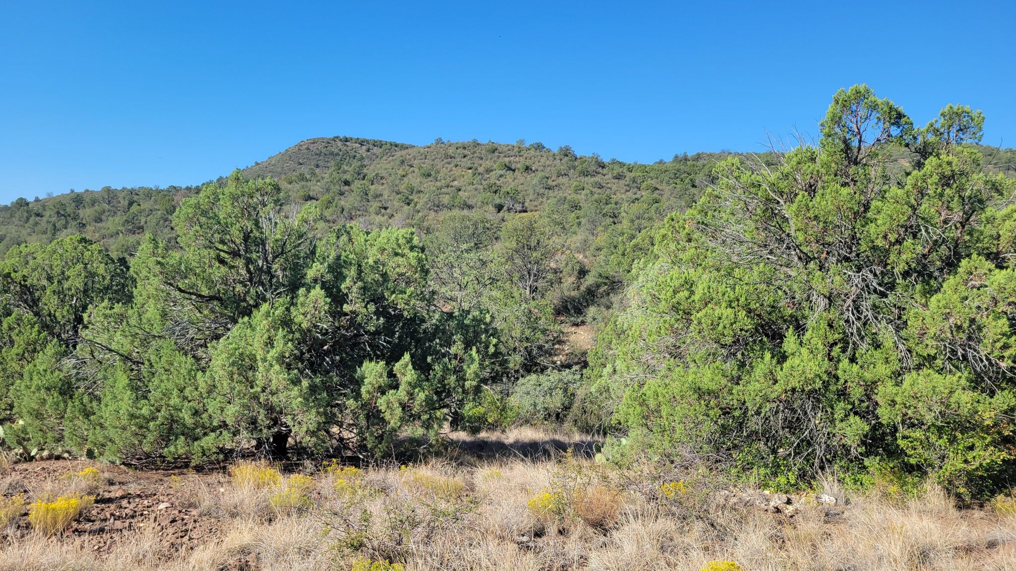 Green, tree-covered hills under a clear blue sky on a sunny day. - Prescott Circle Trail: Segment 01