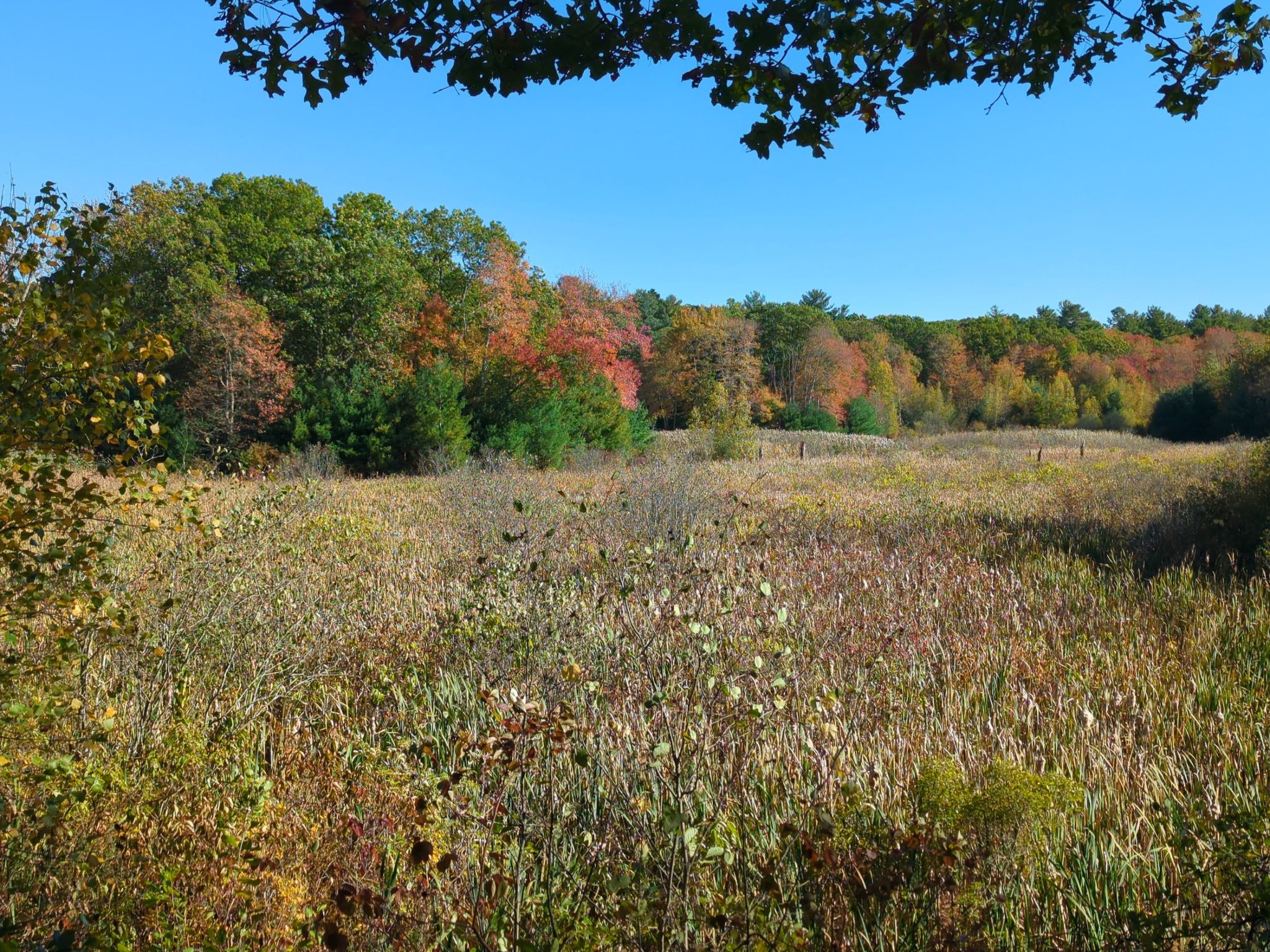 Sunny autumn field with colorful trees and tall grasses under a clear blue sky. - Upper Charles Trail loop from K-Mart/Double Tree Hotel
