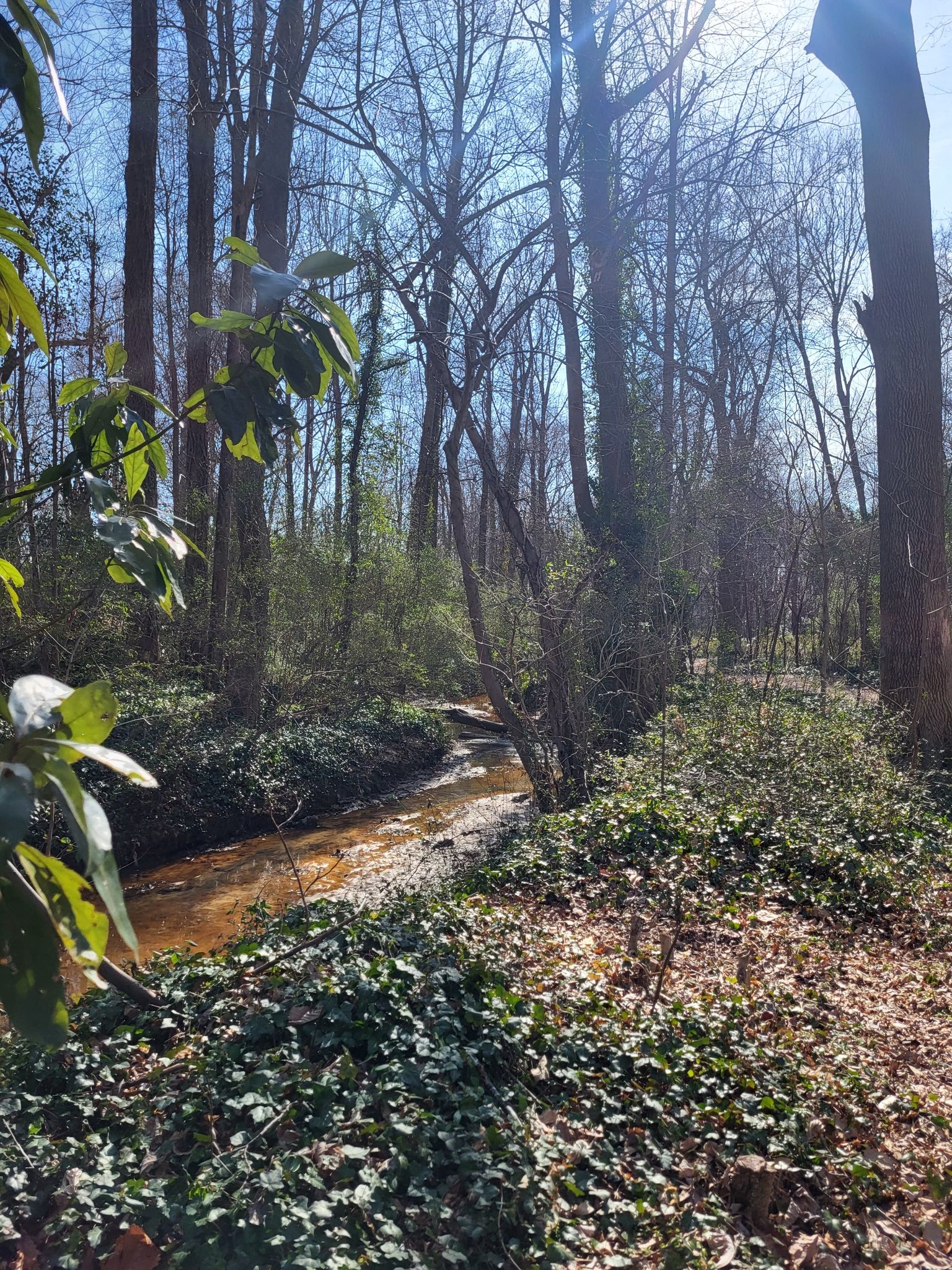 Sunlight illuminates a small stream flowing through a lush, green forest. - Chesapeake Arboretum North Loop