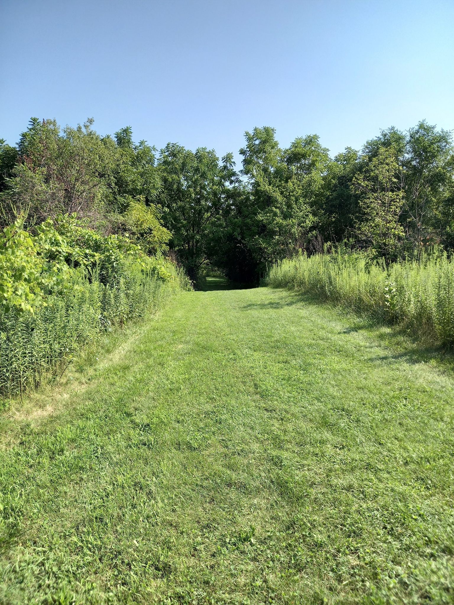 A mowed grassy path leads into a tunnel of dense green trees. - River Bend Forest Preserve Loop