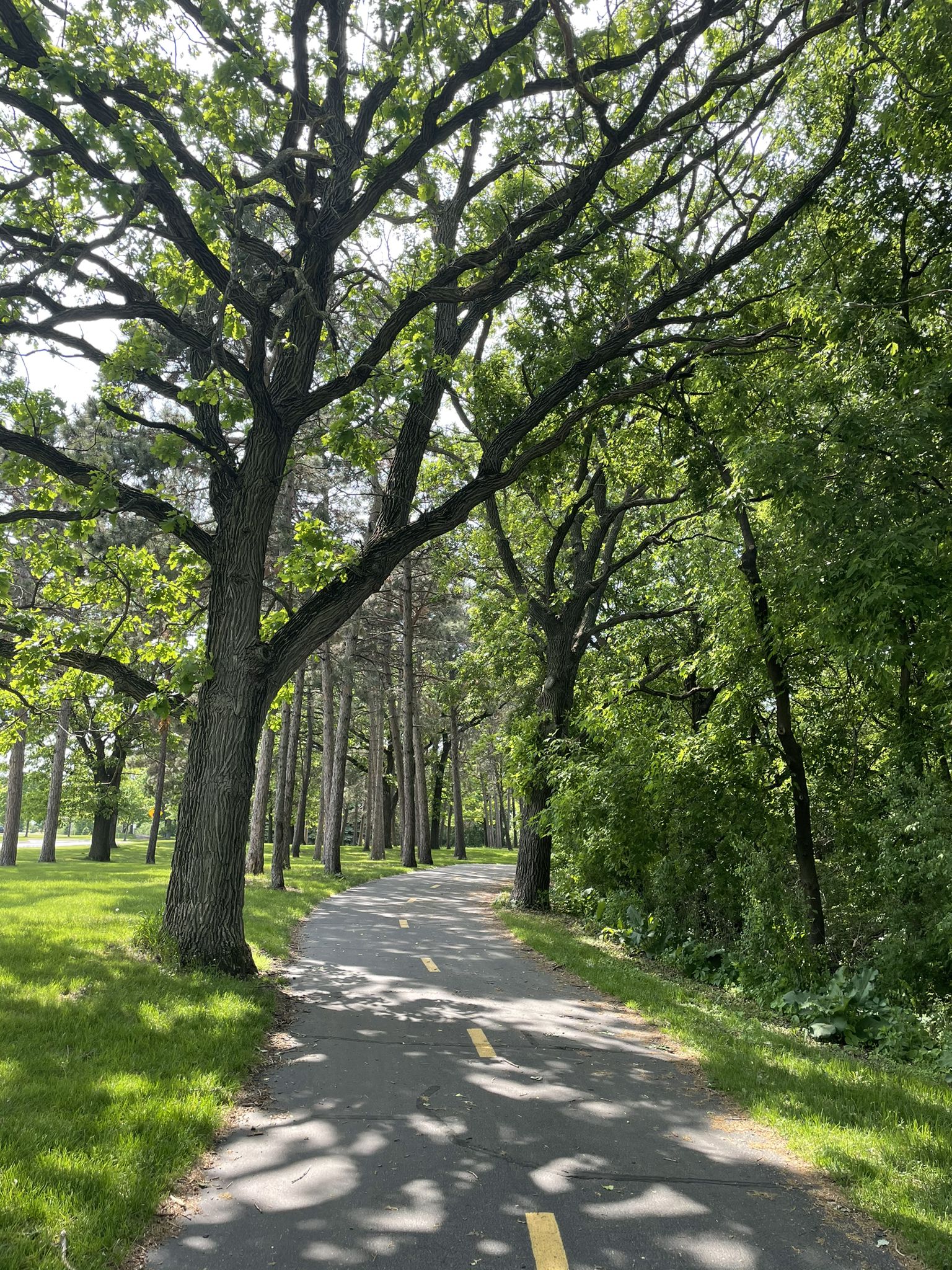 Sunny paved path shaded by large, leafy green trees. - Palmer Lake and Shingle Creek Trail Loop