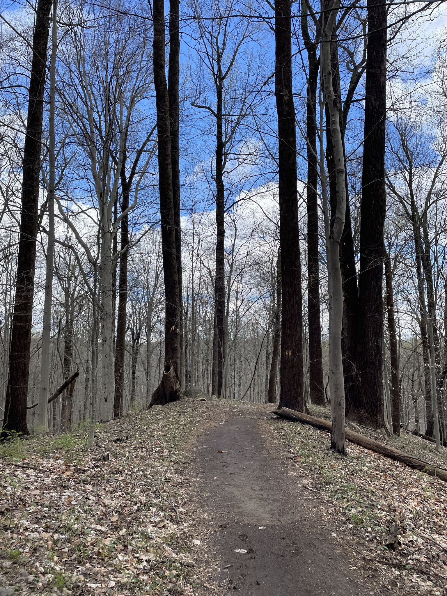 Uphill dirt path through a forest with tall bare trees and blue sky. - Cascade Falls, Morning Choice and Ridge Trail Loop