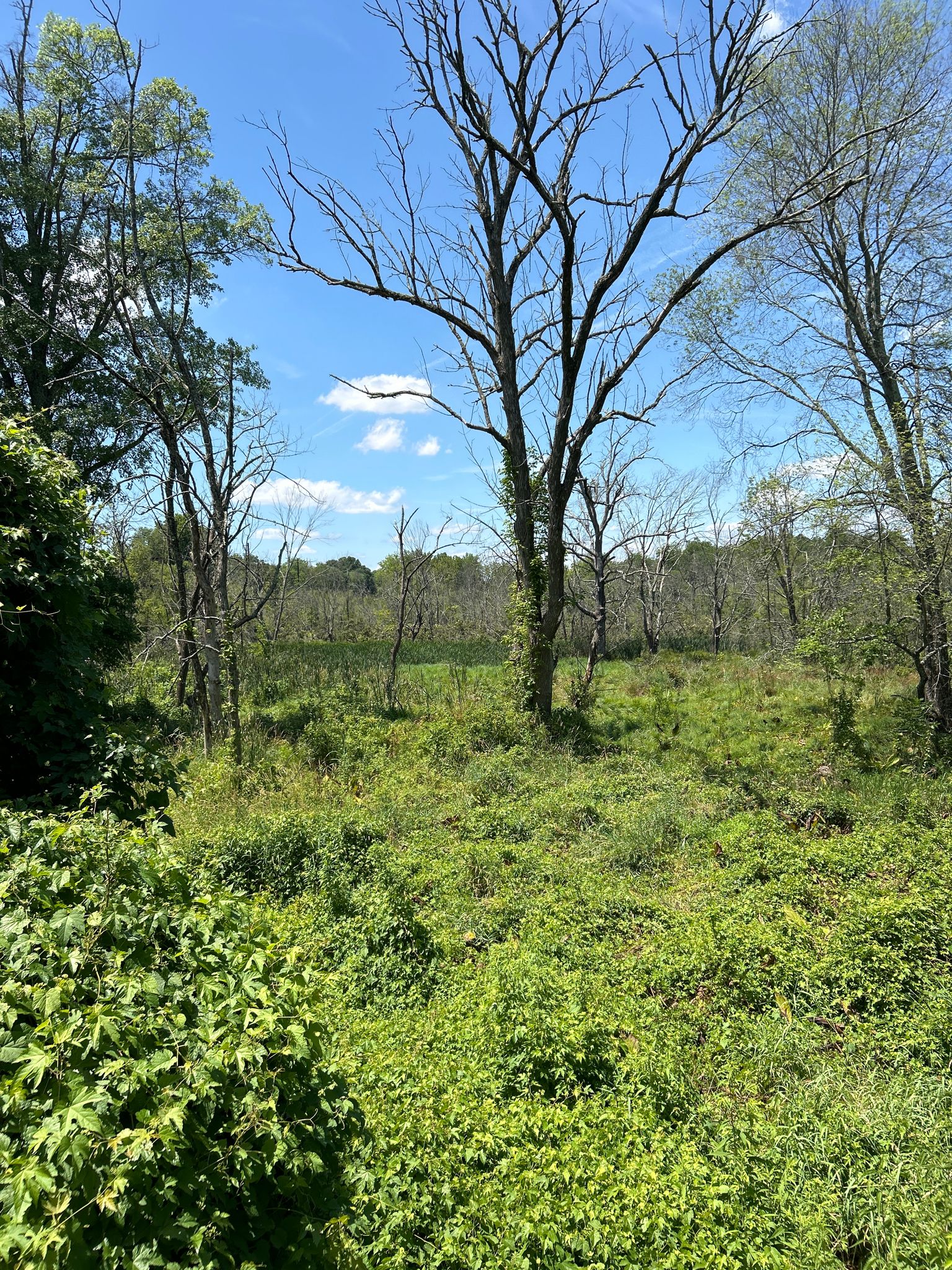 Sunny green field with scattered bare trees under a bright blue sky. - Lorimer Park loop from Dairy Queen