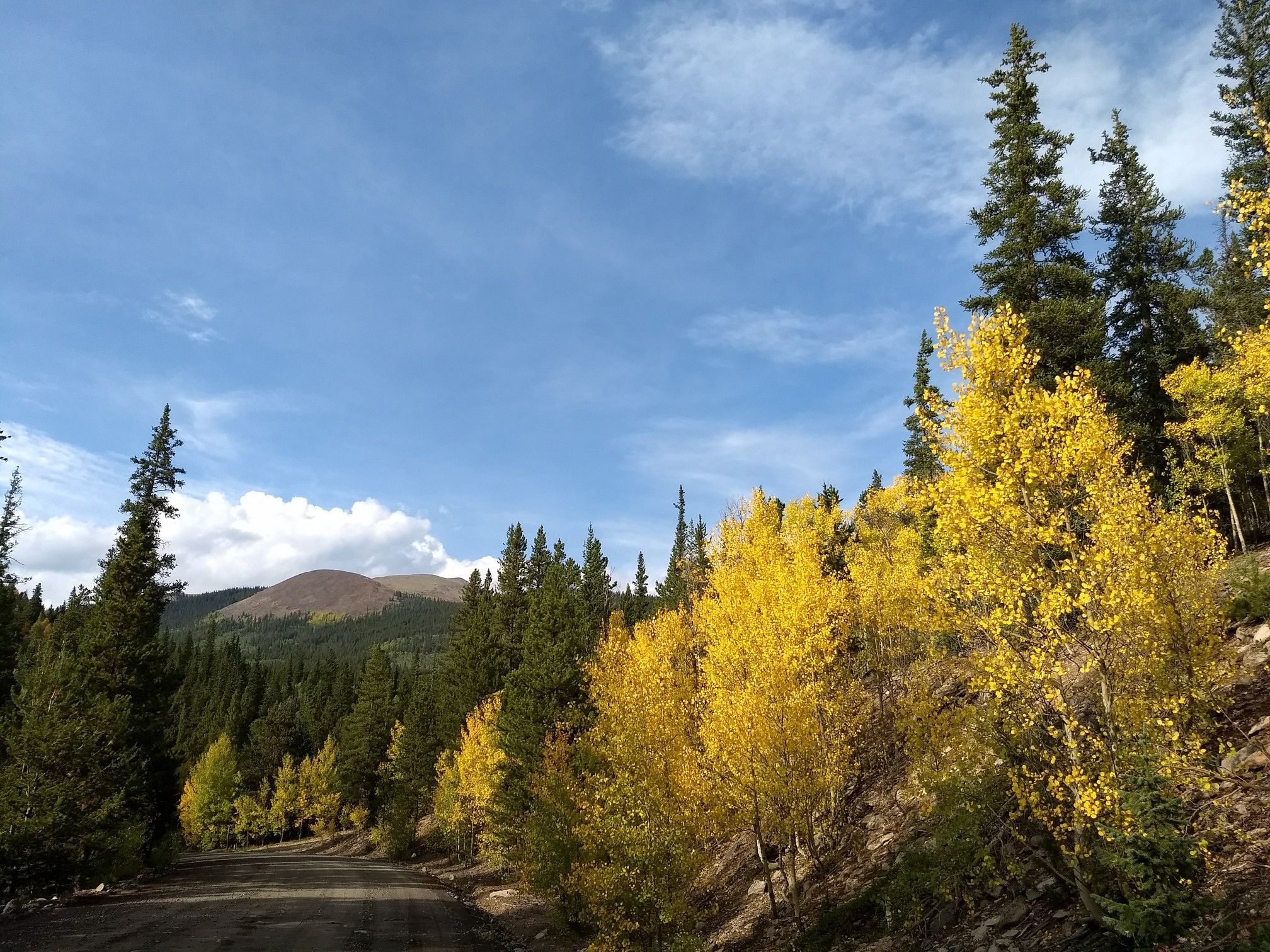 Bright yellow aspen trees and green pines line a dirt road under blue sky. - Gold Dust and Boreas Pass Loop
