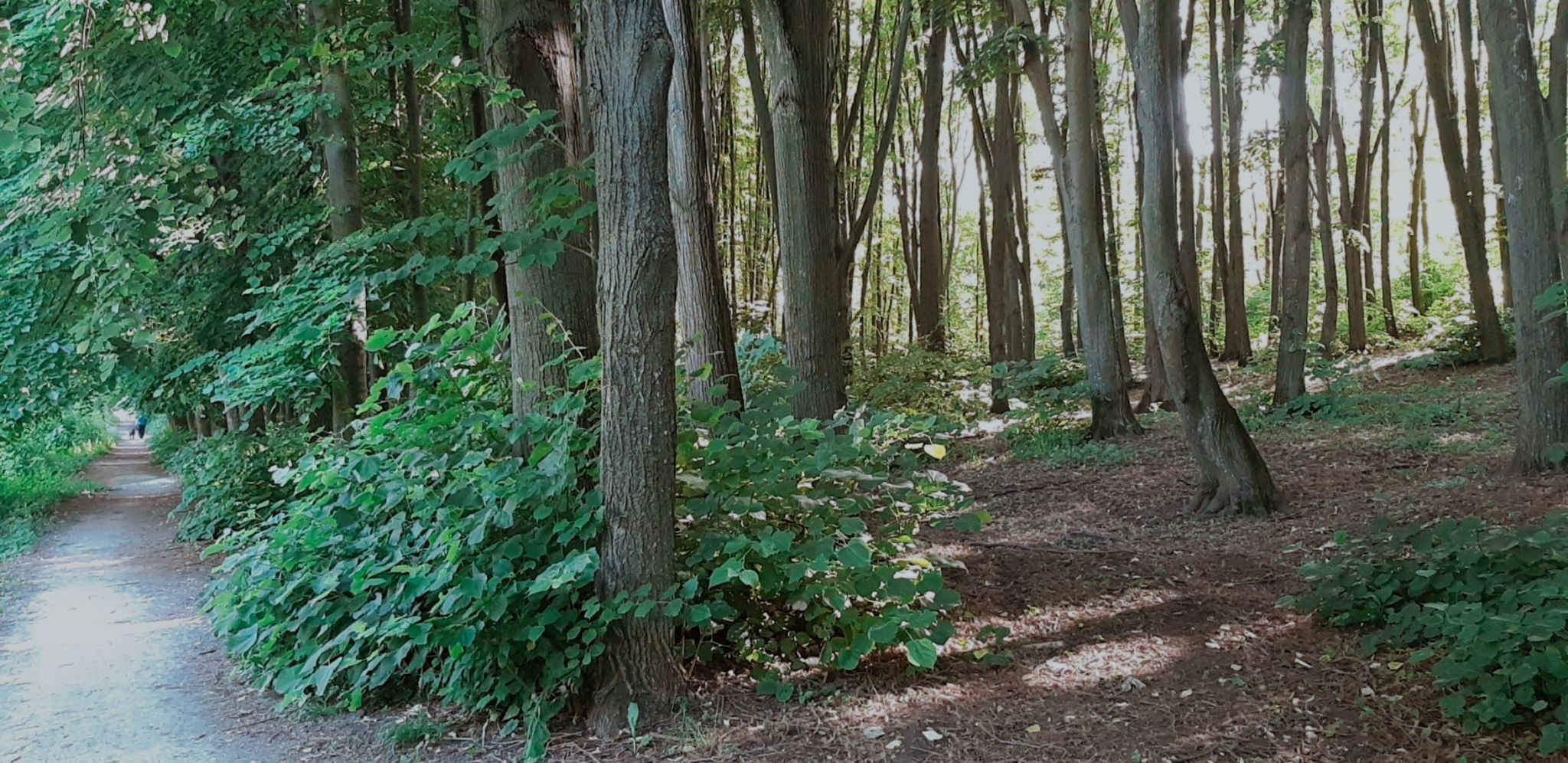 Shadow forest