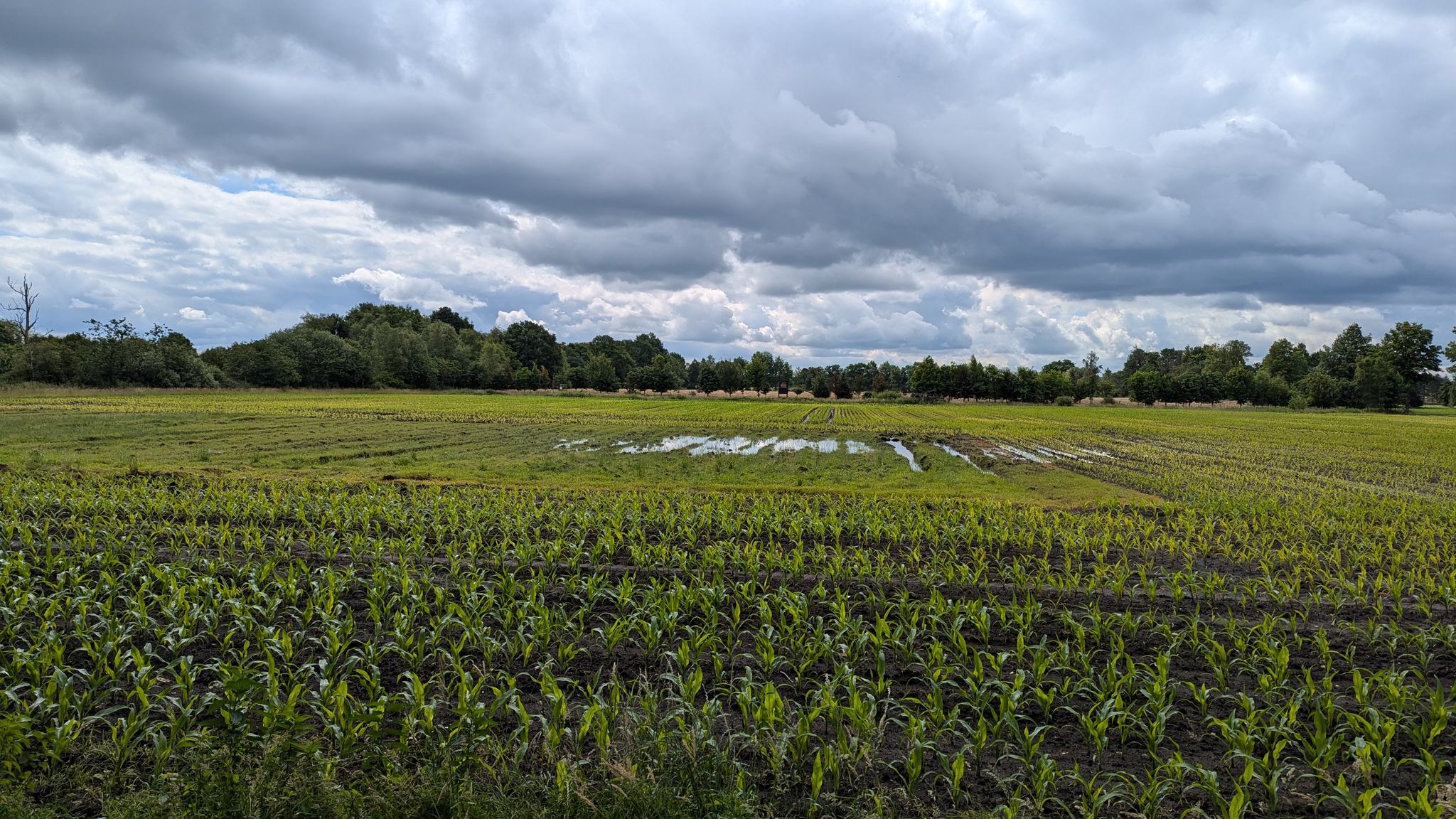 Wollgrasweg