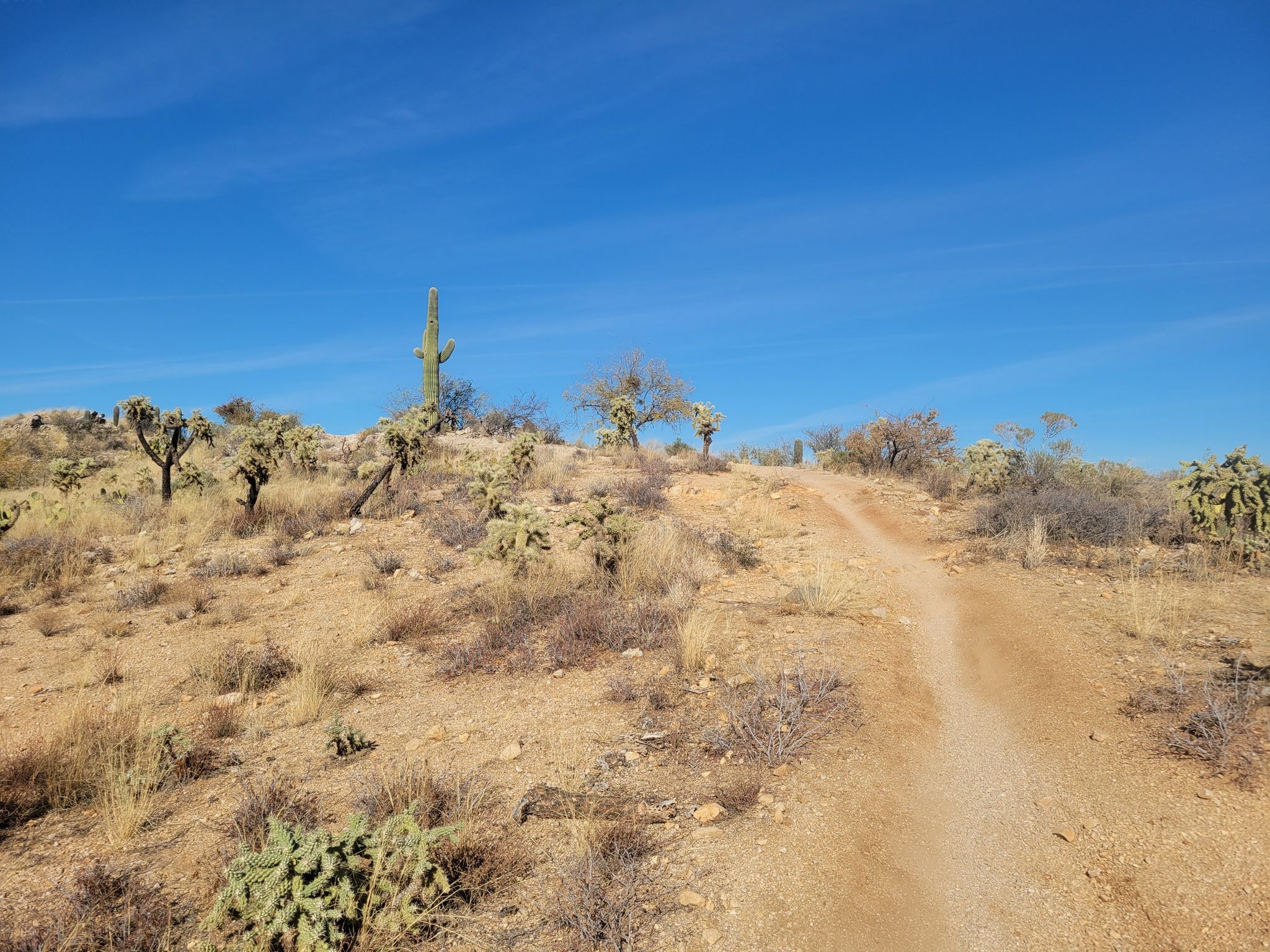 Dirt path climbing a desert hill with saguaro and cholla cacti. - Honeybee Canyon loop from United States Post Office