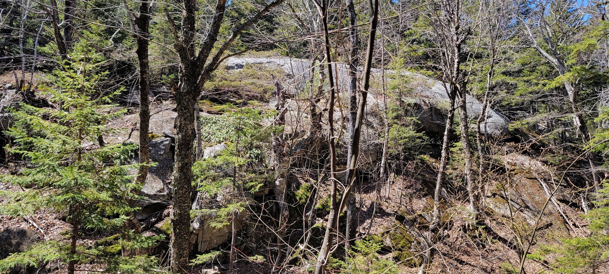 Sunny forest scene with large rock formations and mixed trees. - Straightback Mountain and Mount Anna Loop