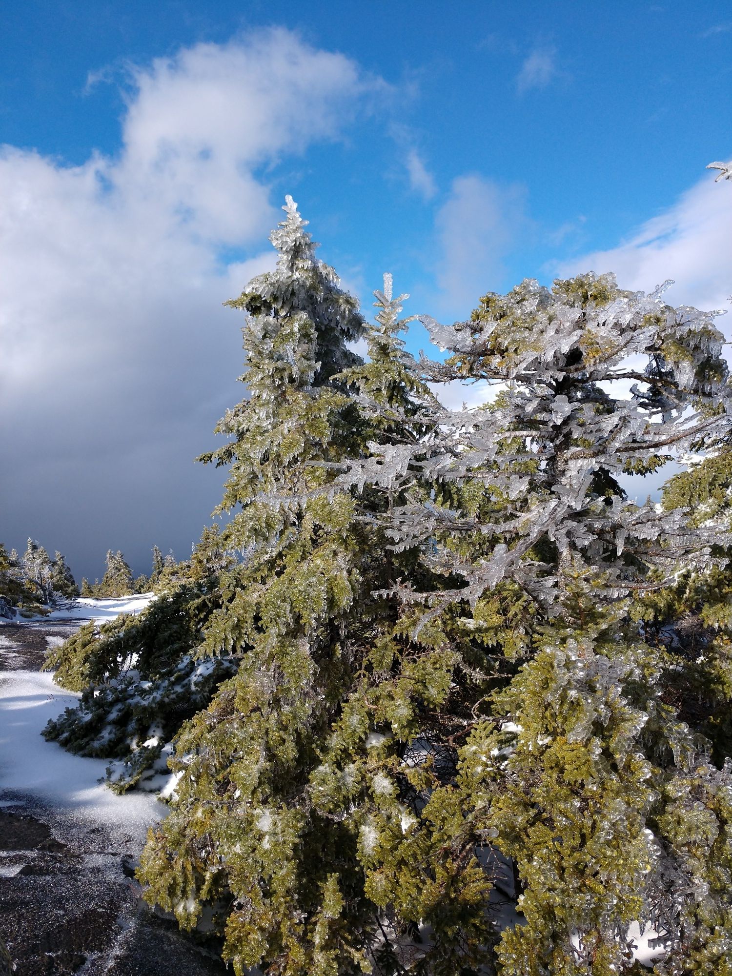 Icy evergreen trees on a snowy mountain under a bright, cloudy sky. - Mount Kearsarge loop from Winslow State Park