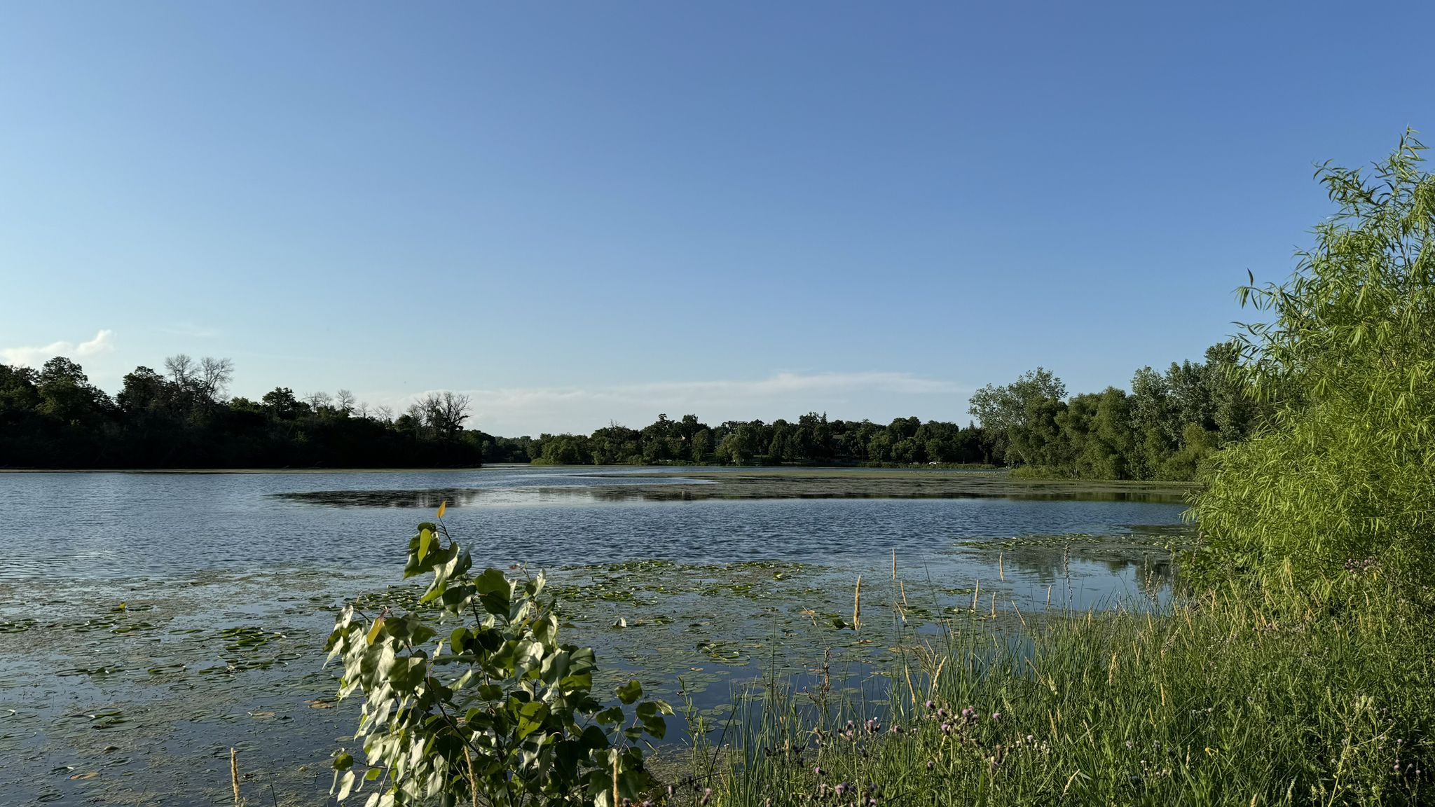 Calm lake with green foliage and distant trees under a clear blue sky. - Lake of the Isles Loop