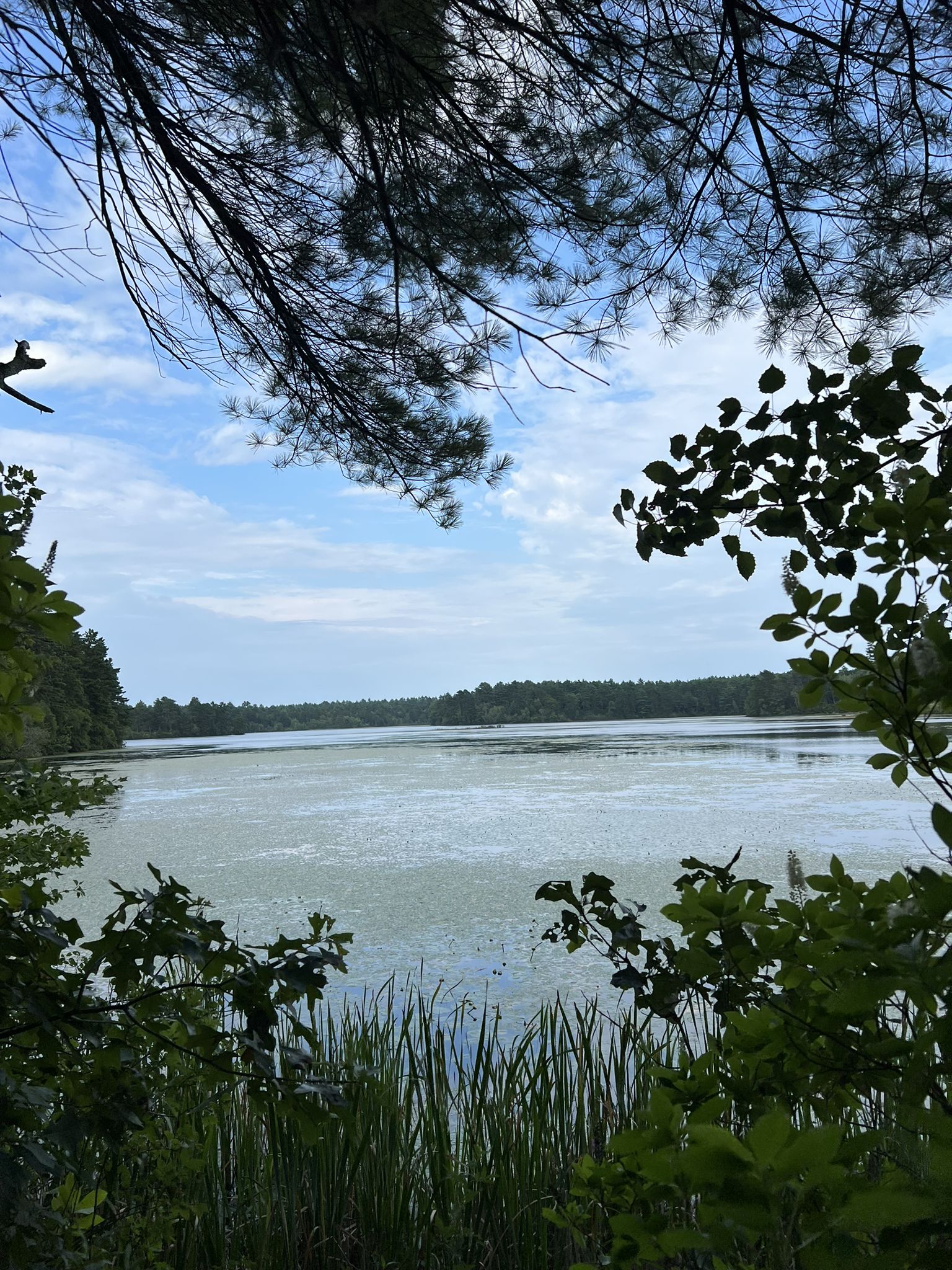Lake with a distant forested shore, viewed through leafy tree branches. - Miles Standish State Forest – Long & Easy Loop