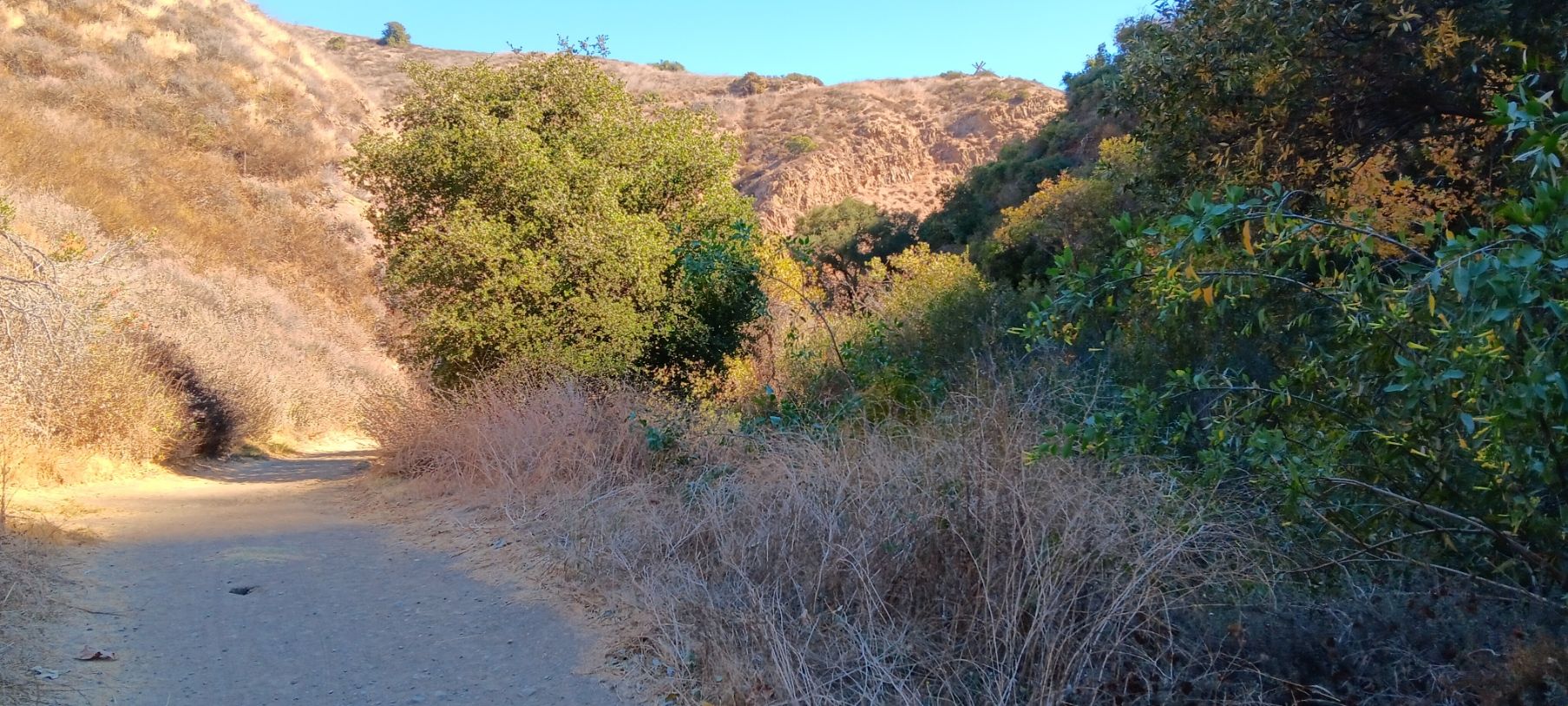 A dirt path winds between dry, brushy hills and green trees. - Deep Ridge Open Space – Conejo Canyons Open Space loop from Thousand Oaks Grant R. Brimhall Library